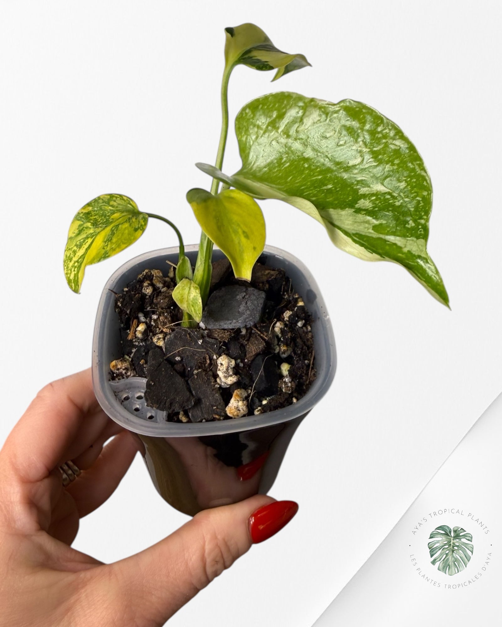 Monstera Deliciosa Electrolyte