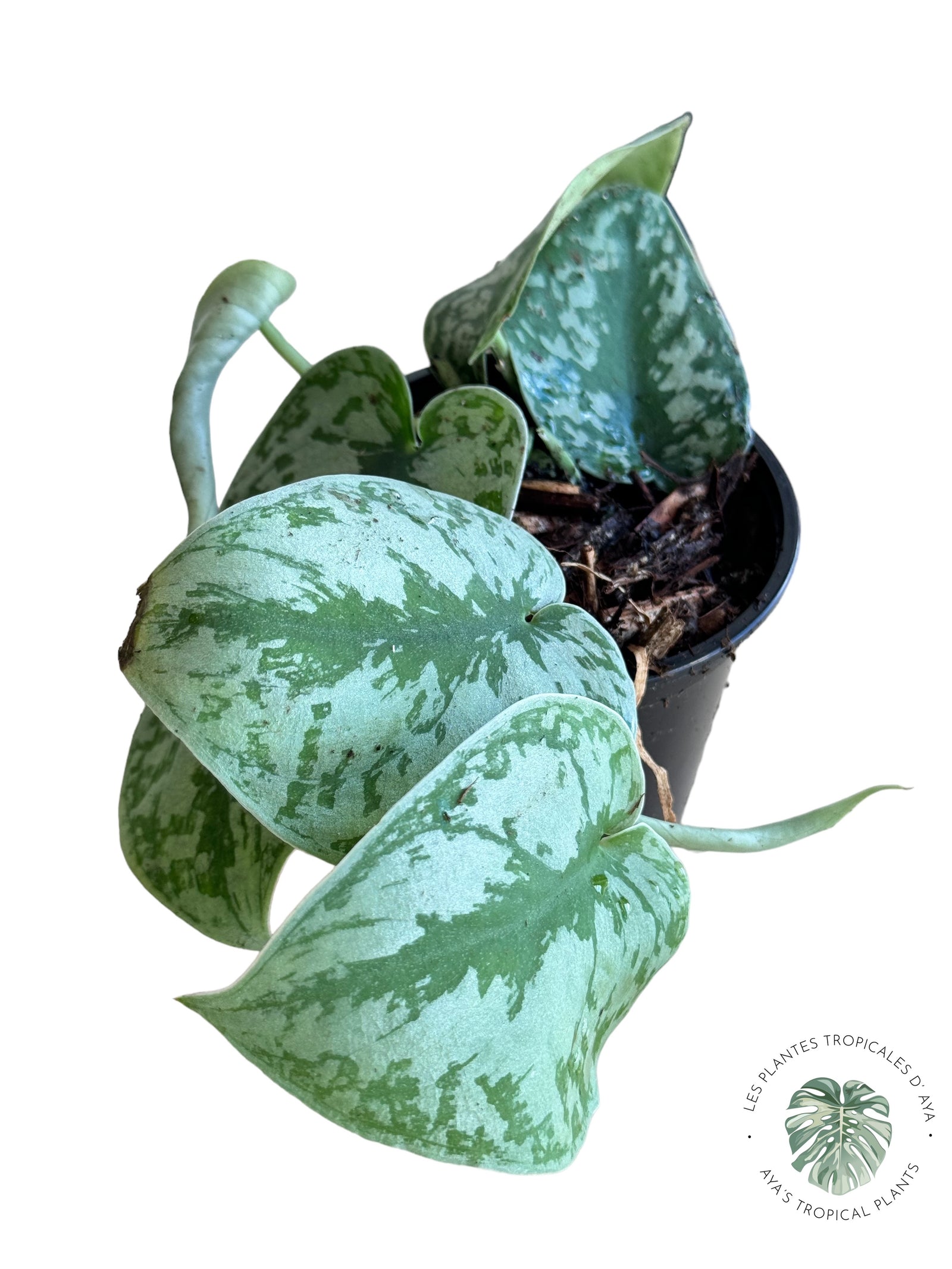 Monstera Thai Constellation F (XXL)