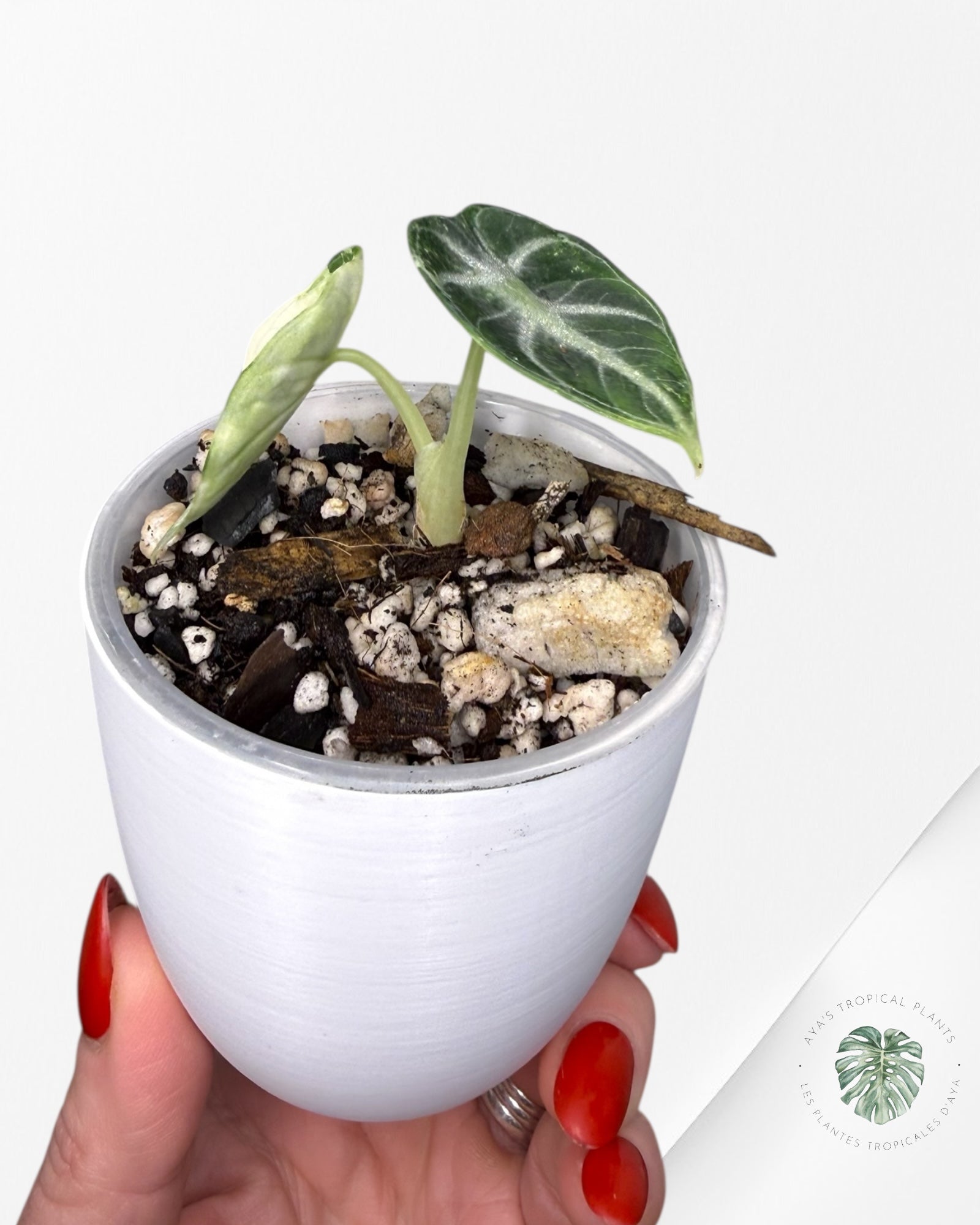 Alocasia Ninja Albo Variegated