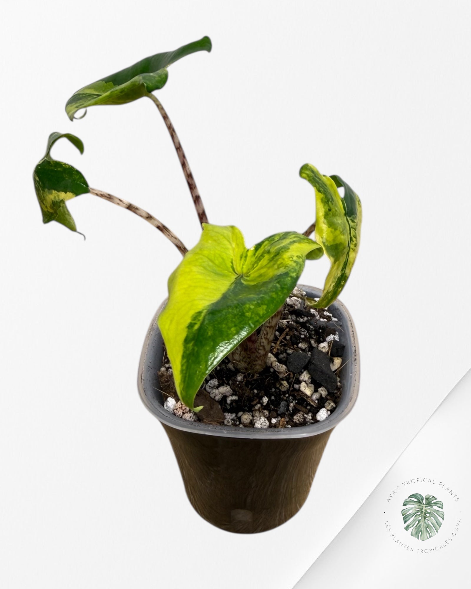 Alocasia Zebrina Thomas Variegated