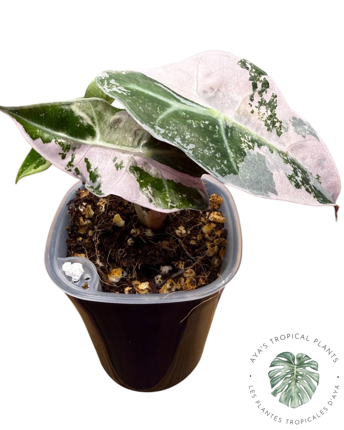 Alocasia Polly Pink Snowflake (Grade A)