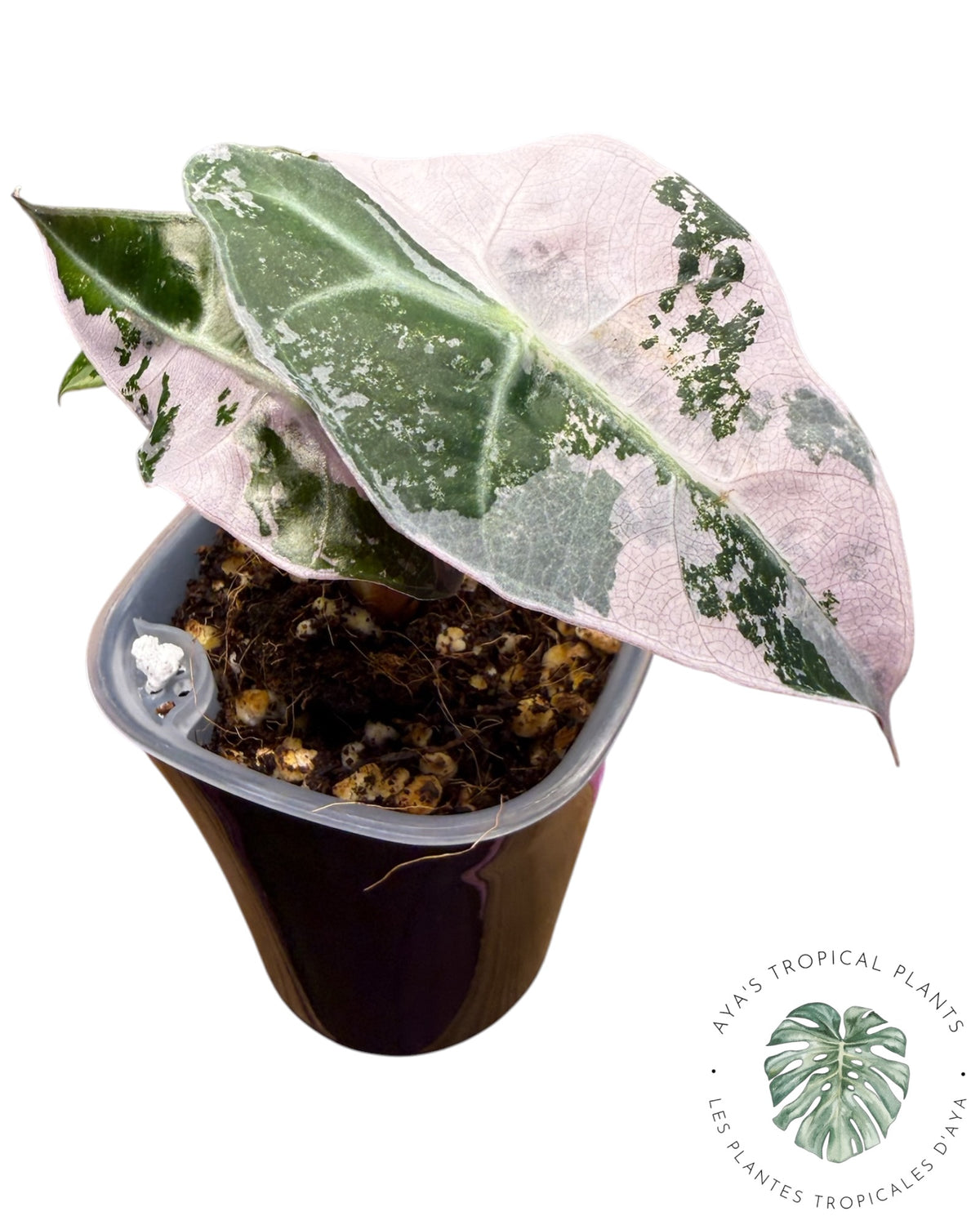 Alocasia Polly Pink Snowflake (Grade A)