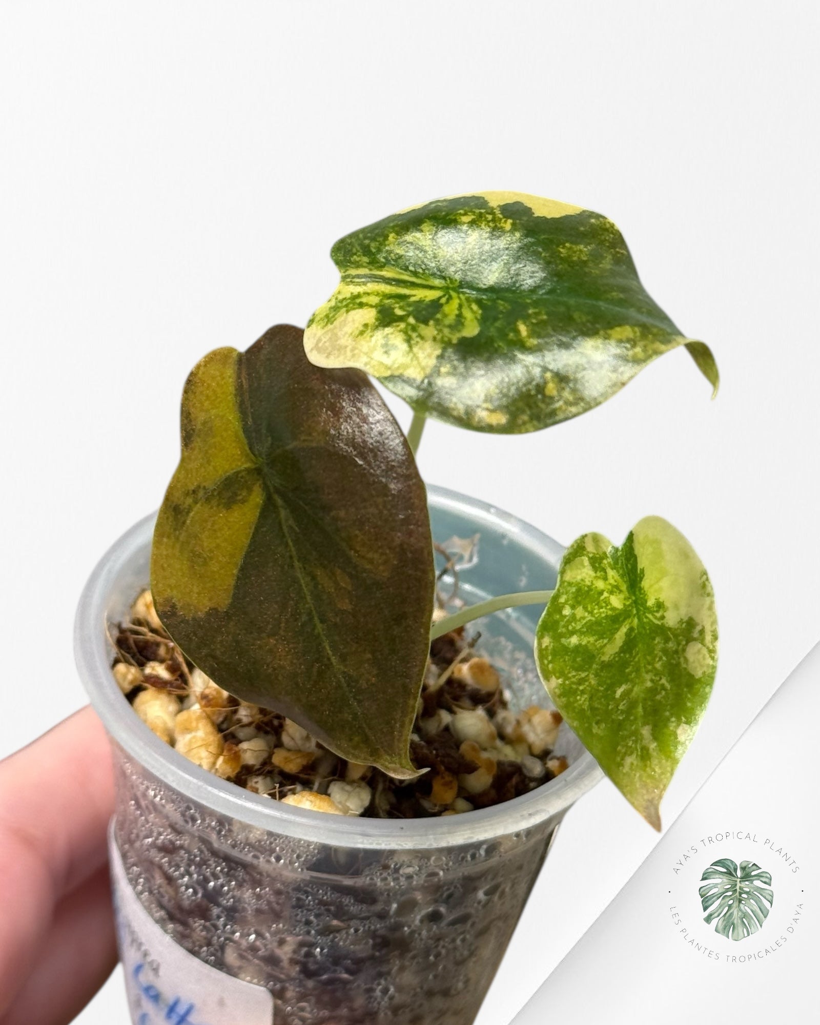 Alocasia Cuprea Golden Latte variegated | Rare TC Plant| Aya's Tropical Plants