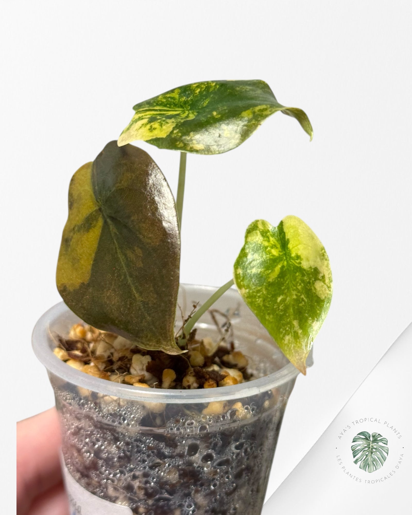 Alocasia Cuprea Golden Latte variegated | Rare TC Plant| Aya's Tropical Plants