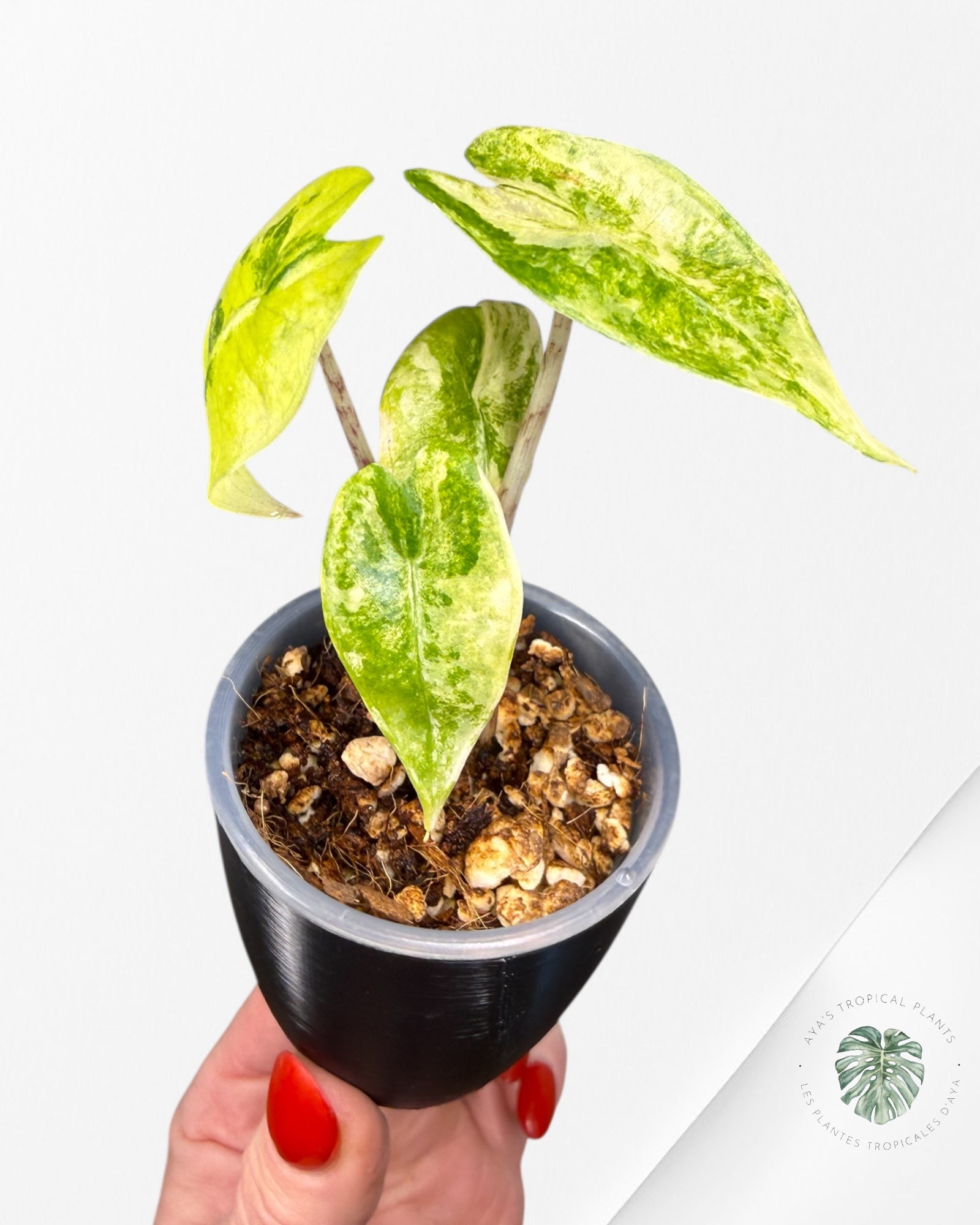 Alocasia Zebrina Thomas Variegated