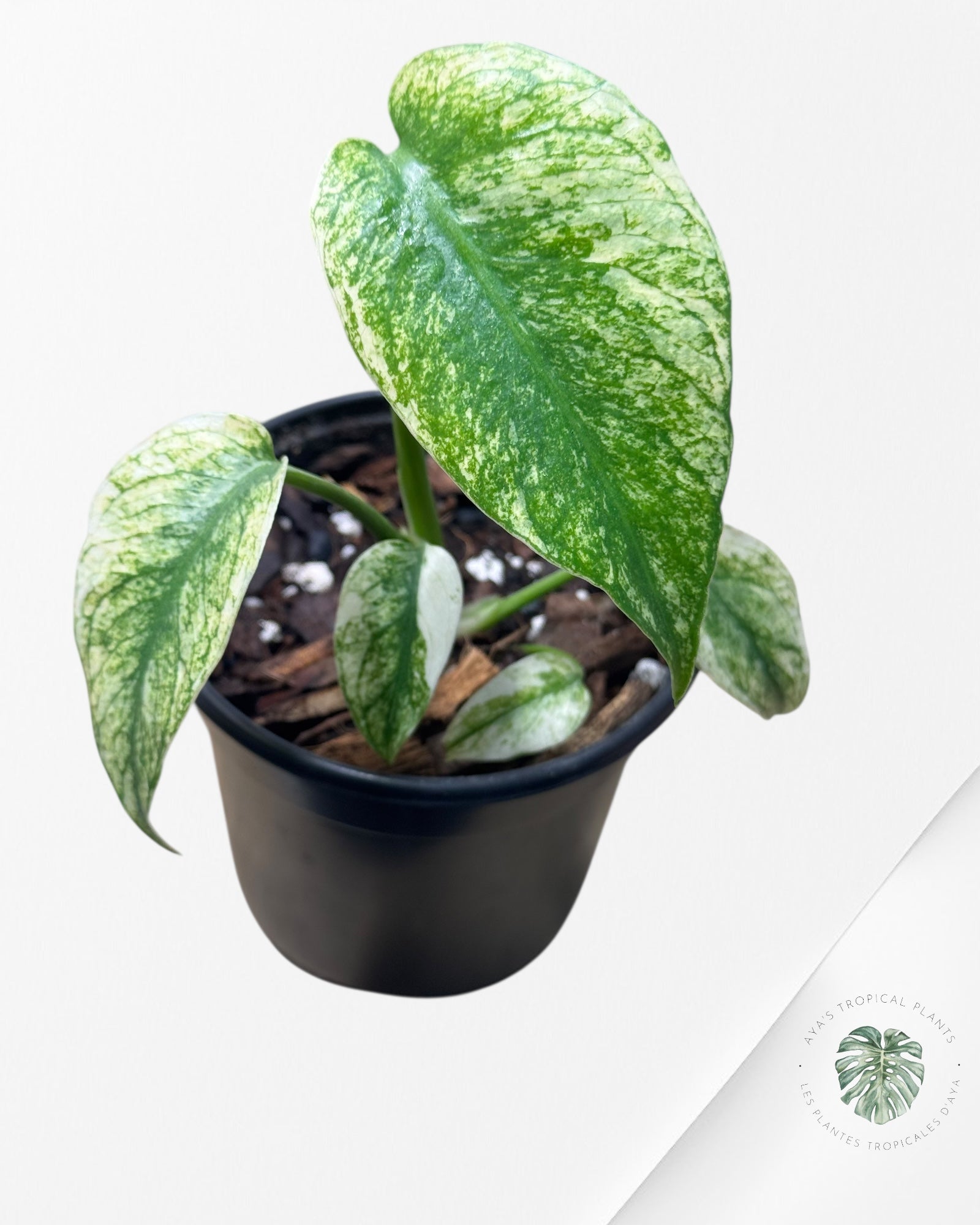 Monstera Deliciosa Mint - MA3