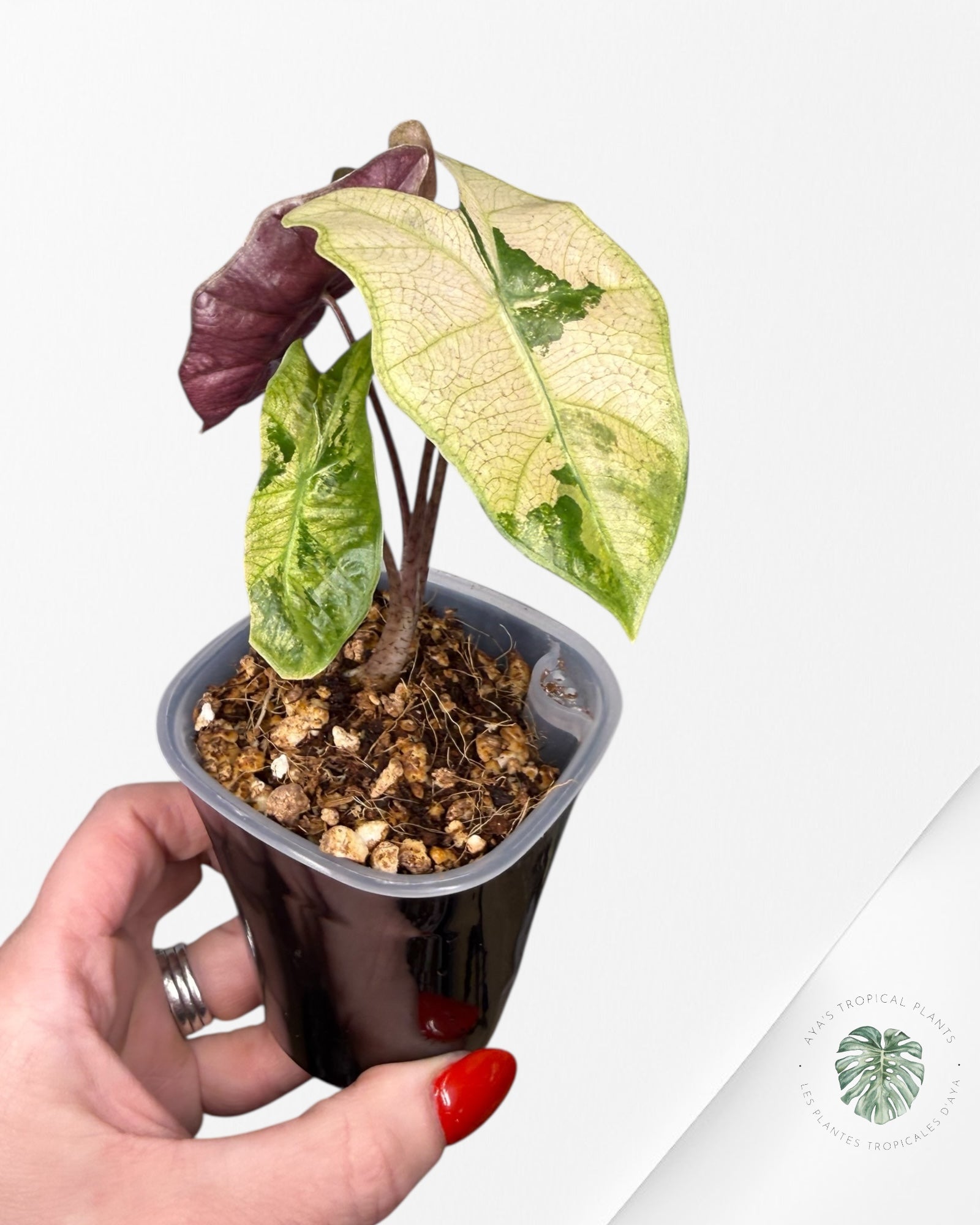 Alocasia Pseudo-Sanderiana Pink Variegated