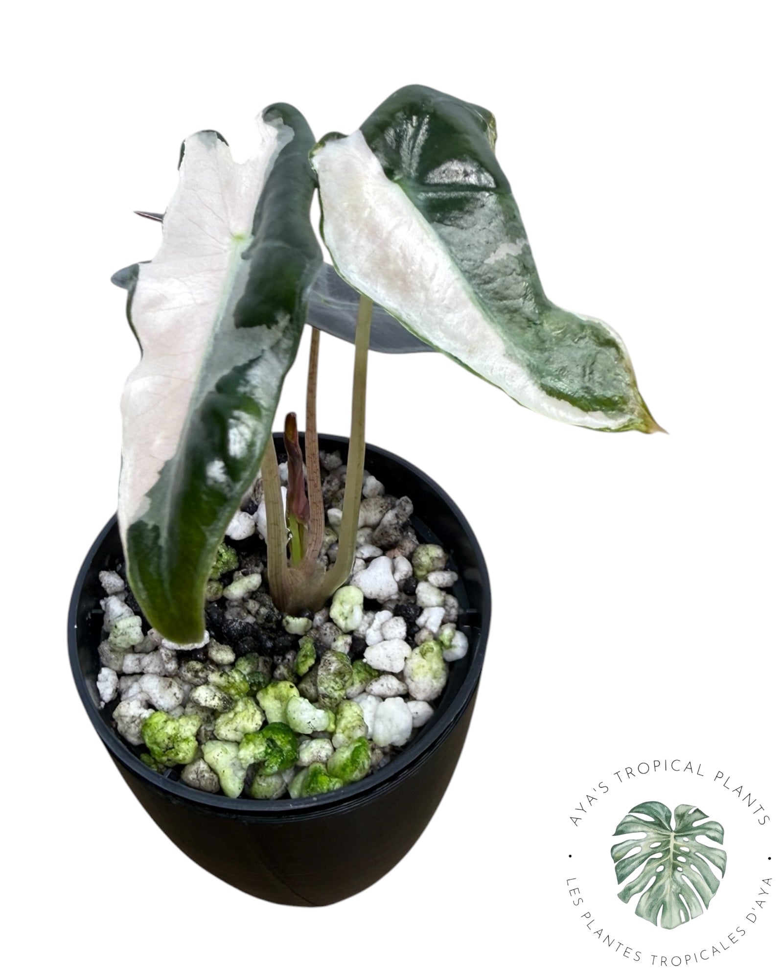 Alocasia Nobilis Pink Variegated