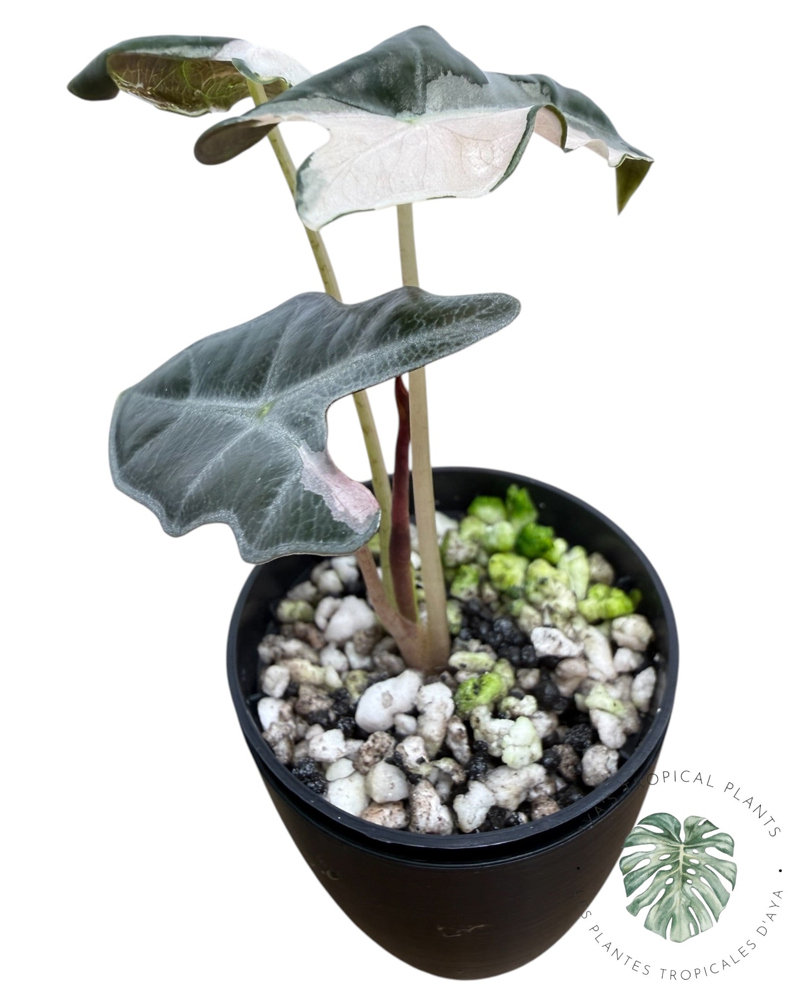 Alocasia Nobilis Pink Variegated