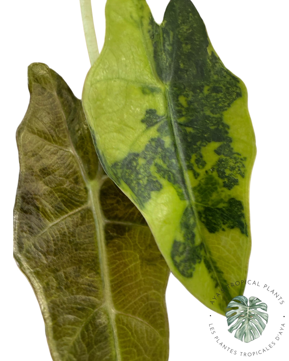 Alocasia Sanderiana ‘Bull’ Aurea Variegated