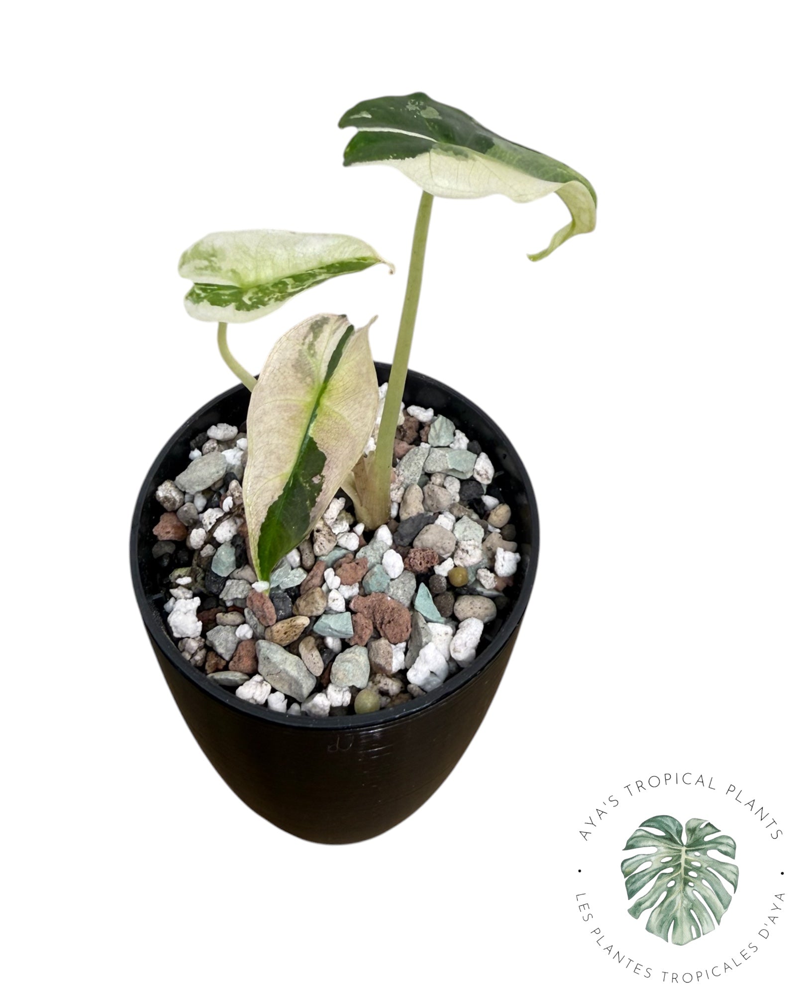 Alocasia Polly Pink Snowflake