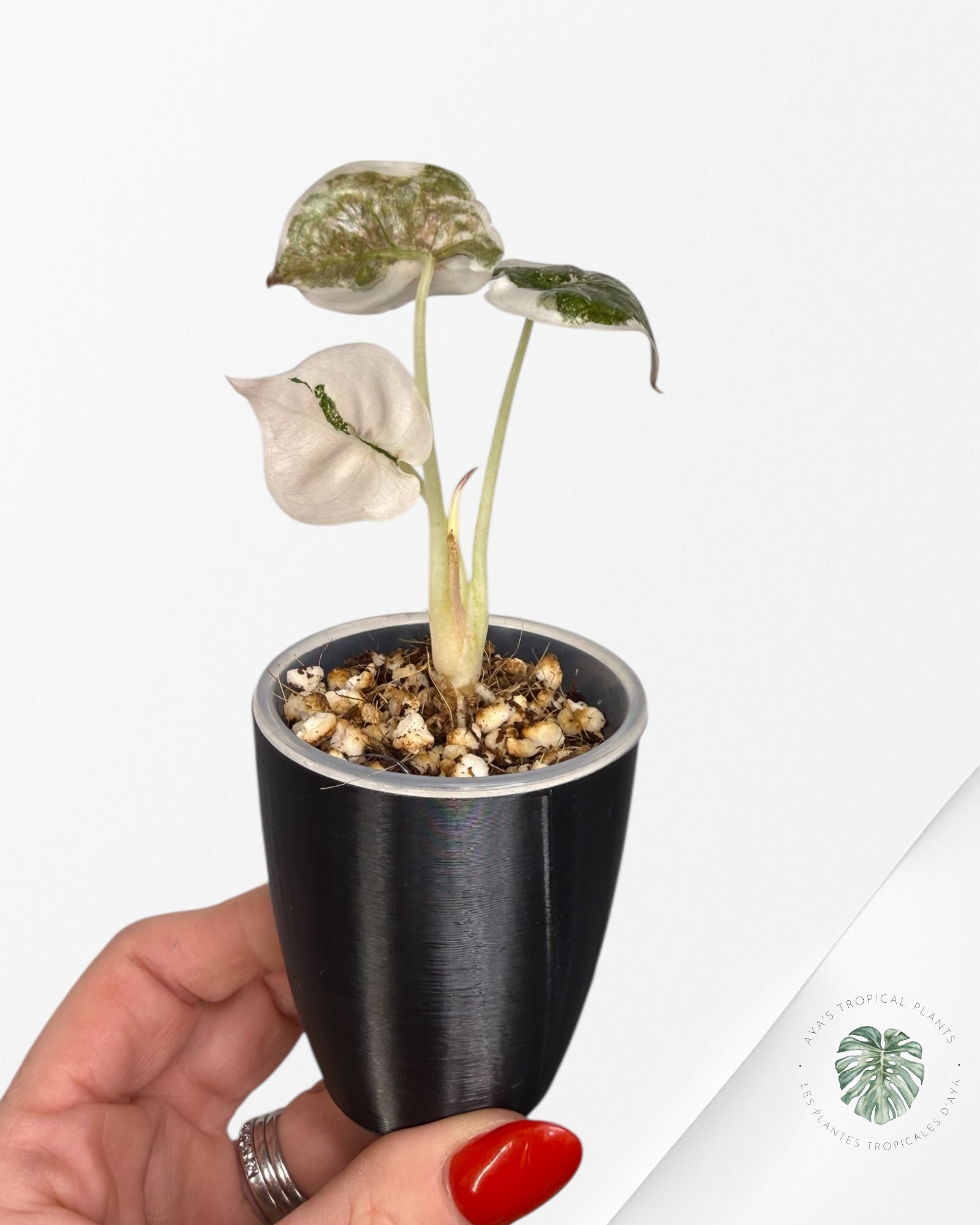 Alocasia Cuprea Albo|Pink Variegated