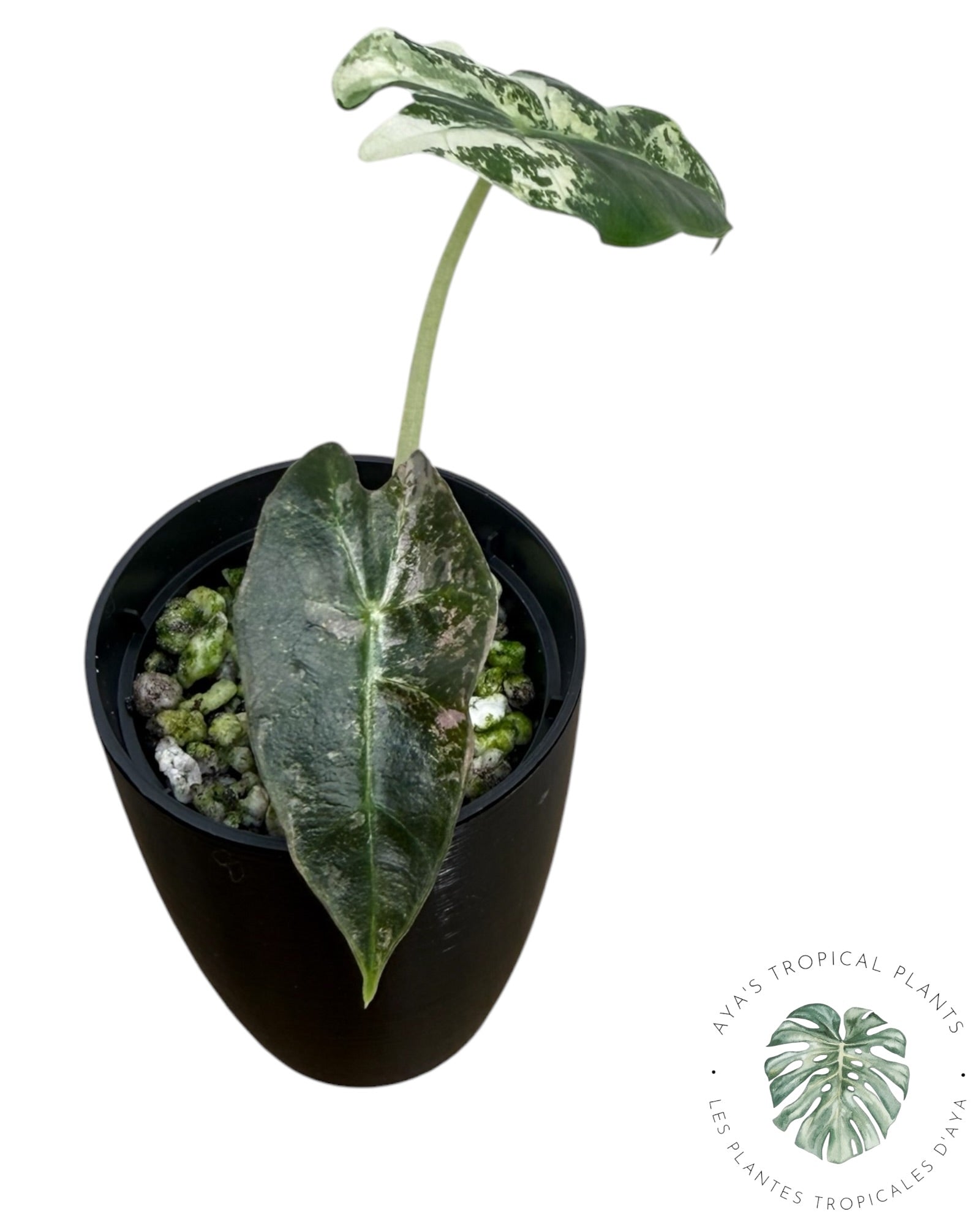 Alocasia Polly Pink Snowflake