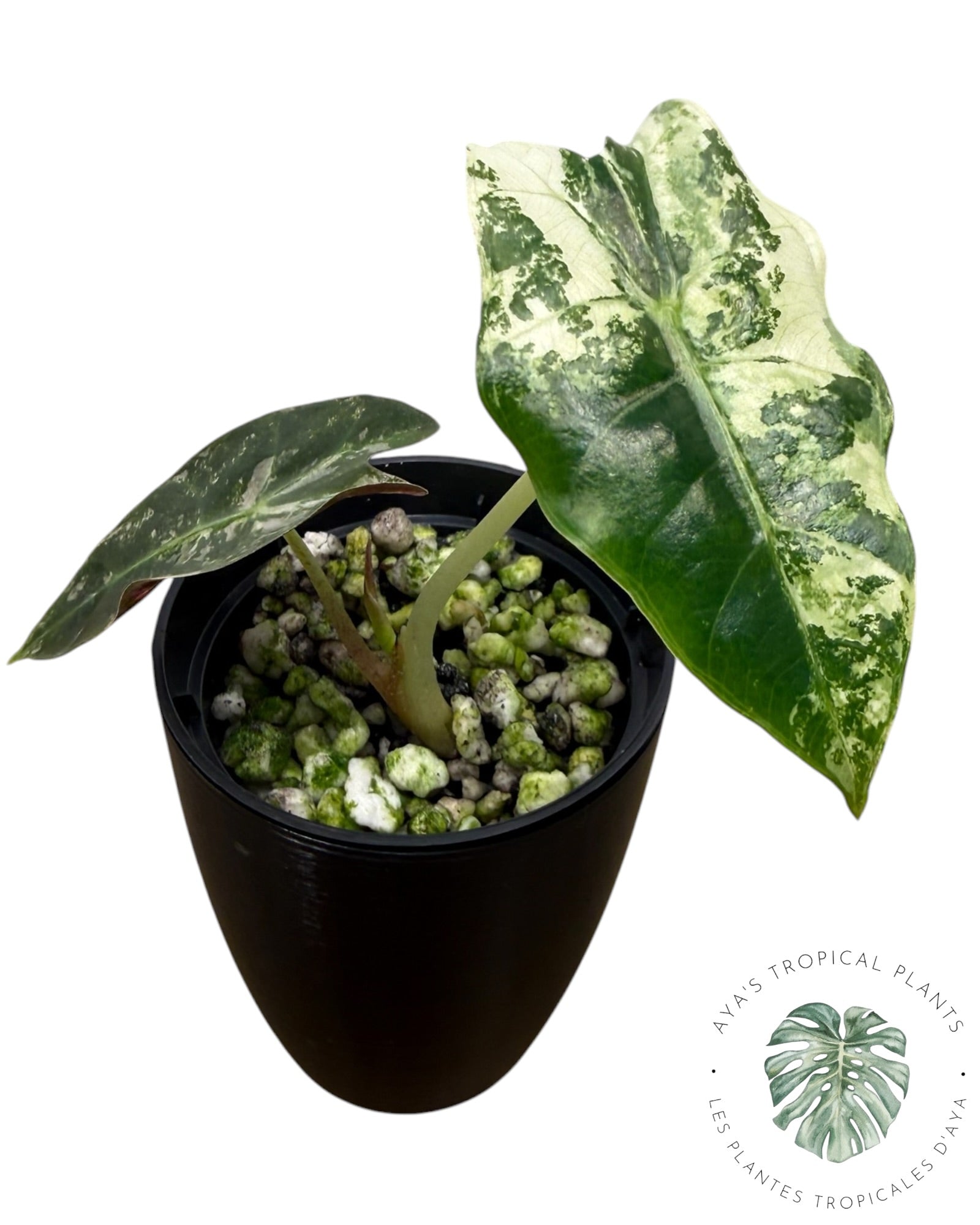 Alocasia Polly Pink Snowflake