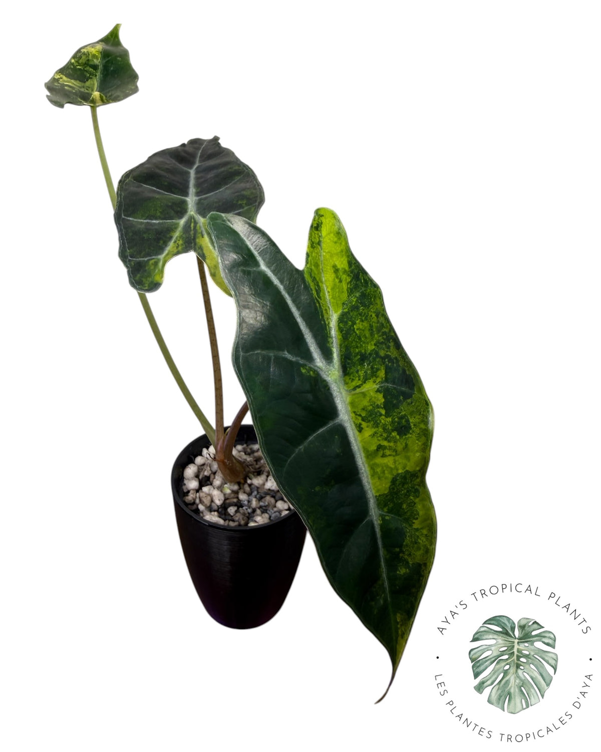 Alocasia Sanderiana ‘Bull’ Aurea Variegated