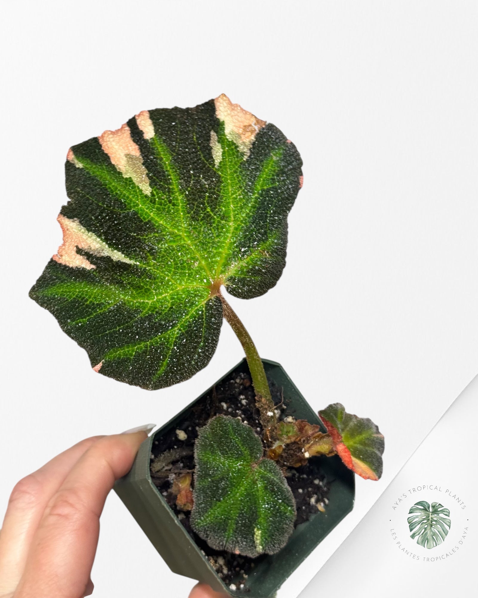 Philodendron Mexicanum-NA0825