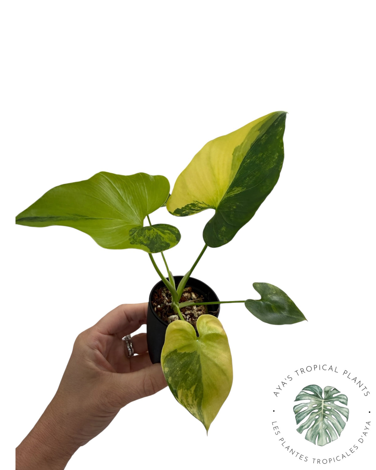 Philodendron Bipinnatifidum Panaché