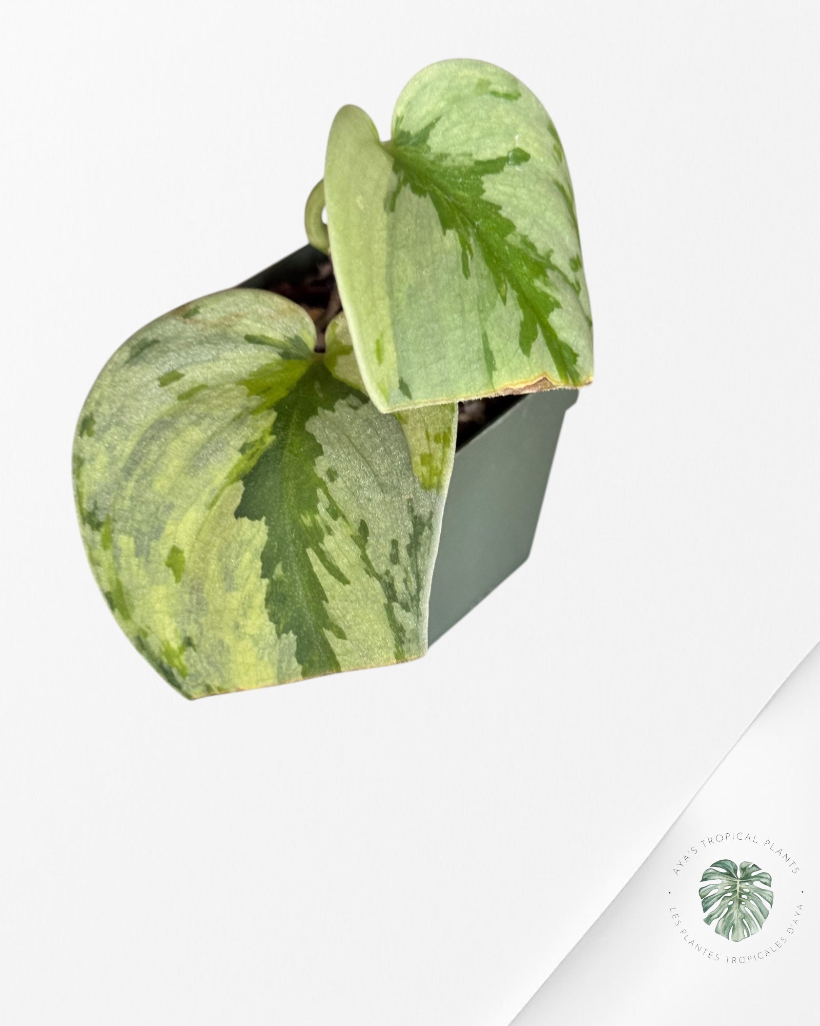 Philodendron Mexicanum-NA0825