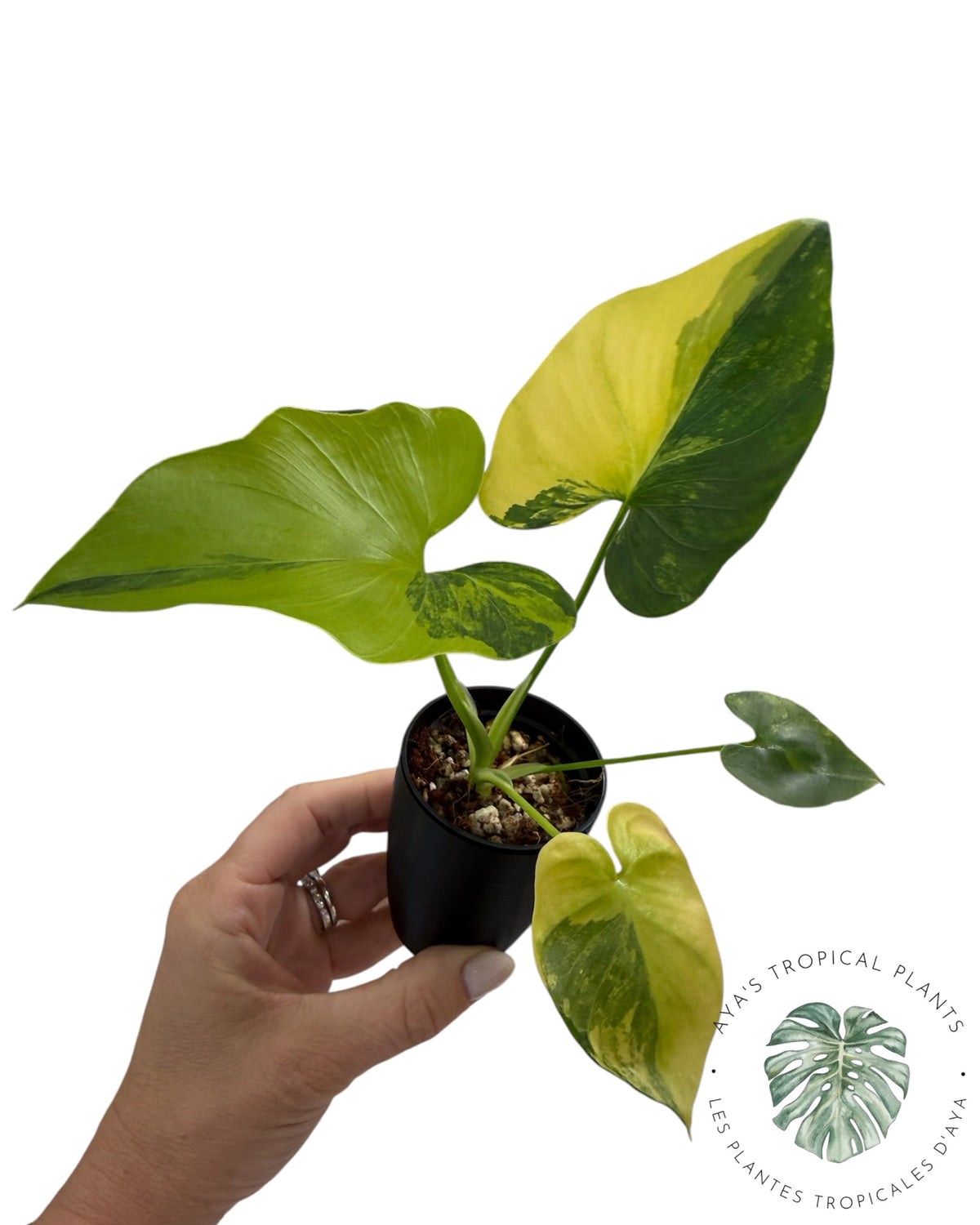 Philodendron Bipinnatifidum Variegated