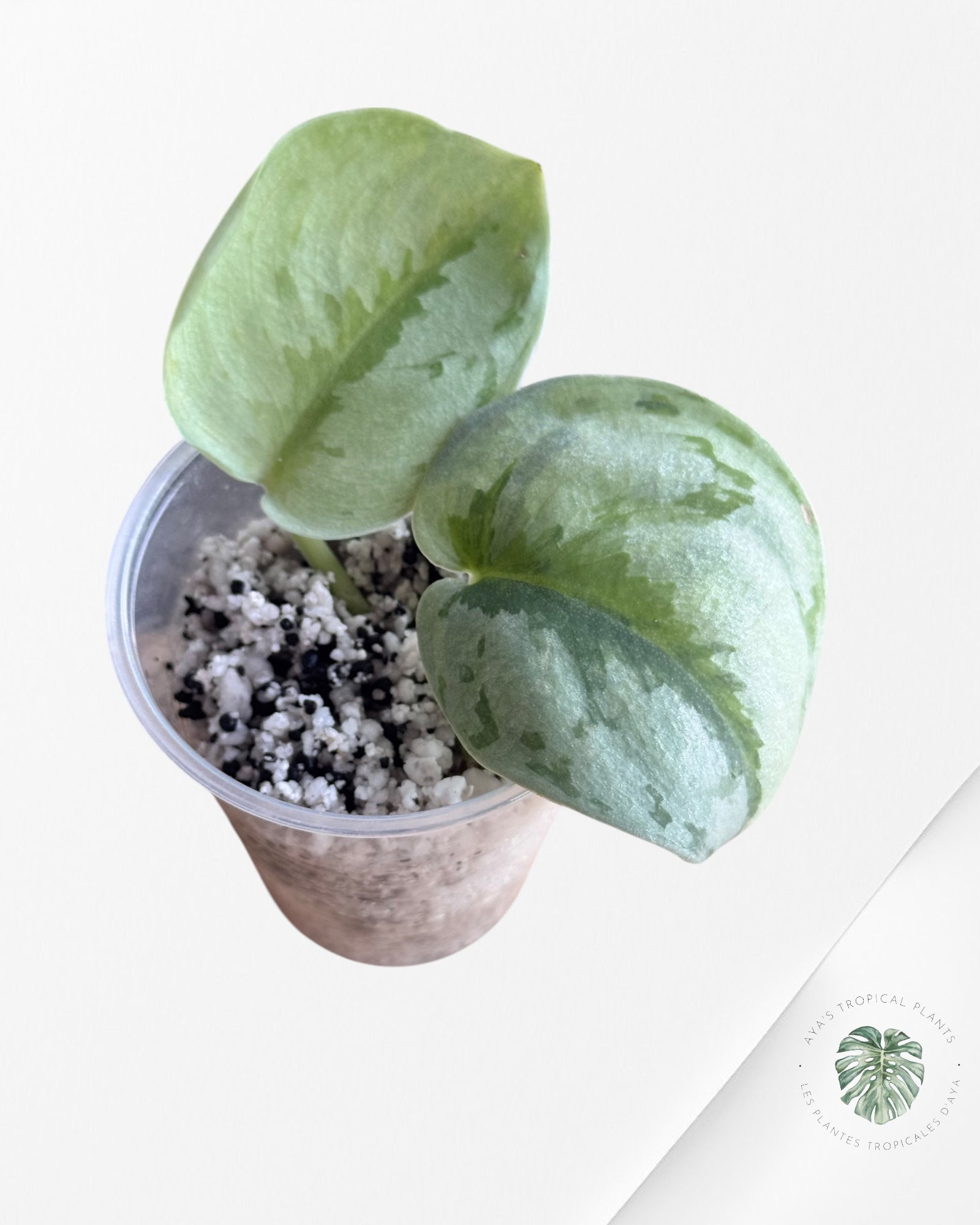 Philodendron Mexicanum-NA0825