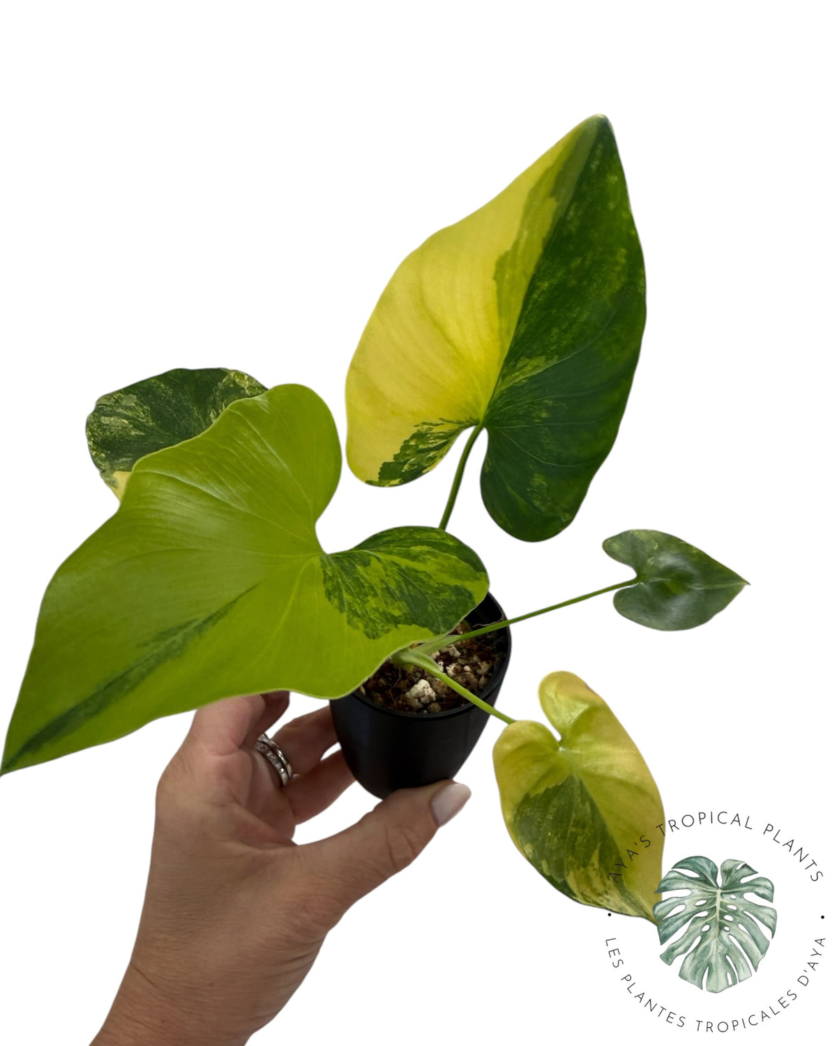 Philodendron Bipinnatifidum Variegated