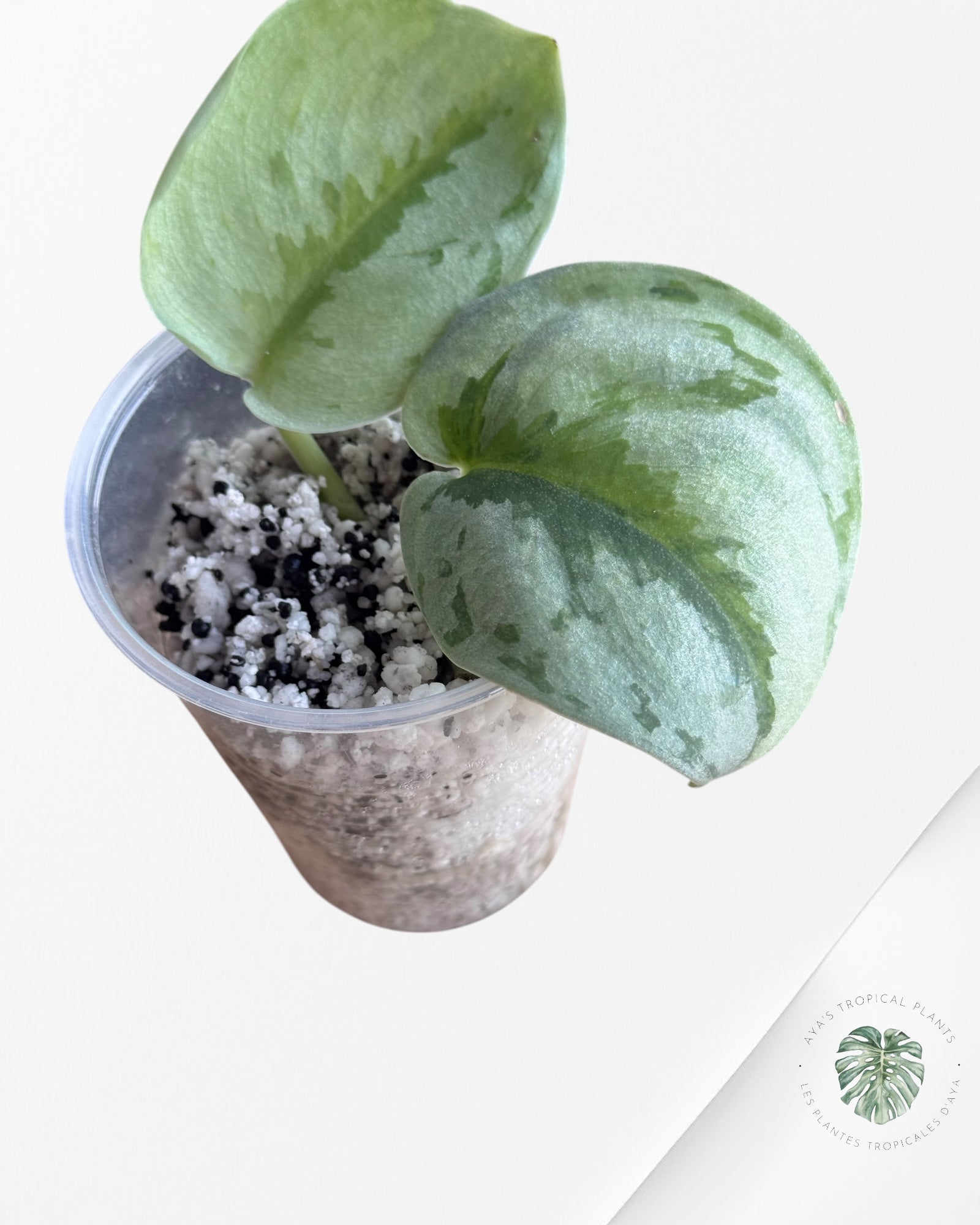 Philodendron Mexicanum-NA0825