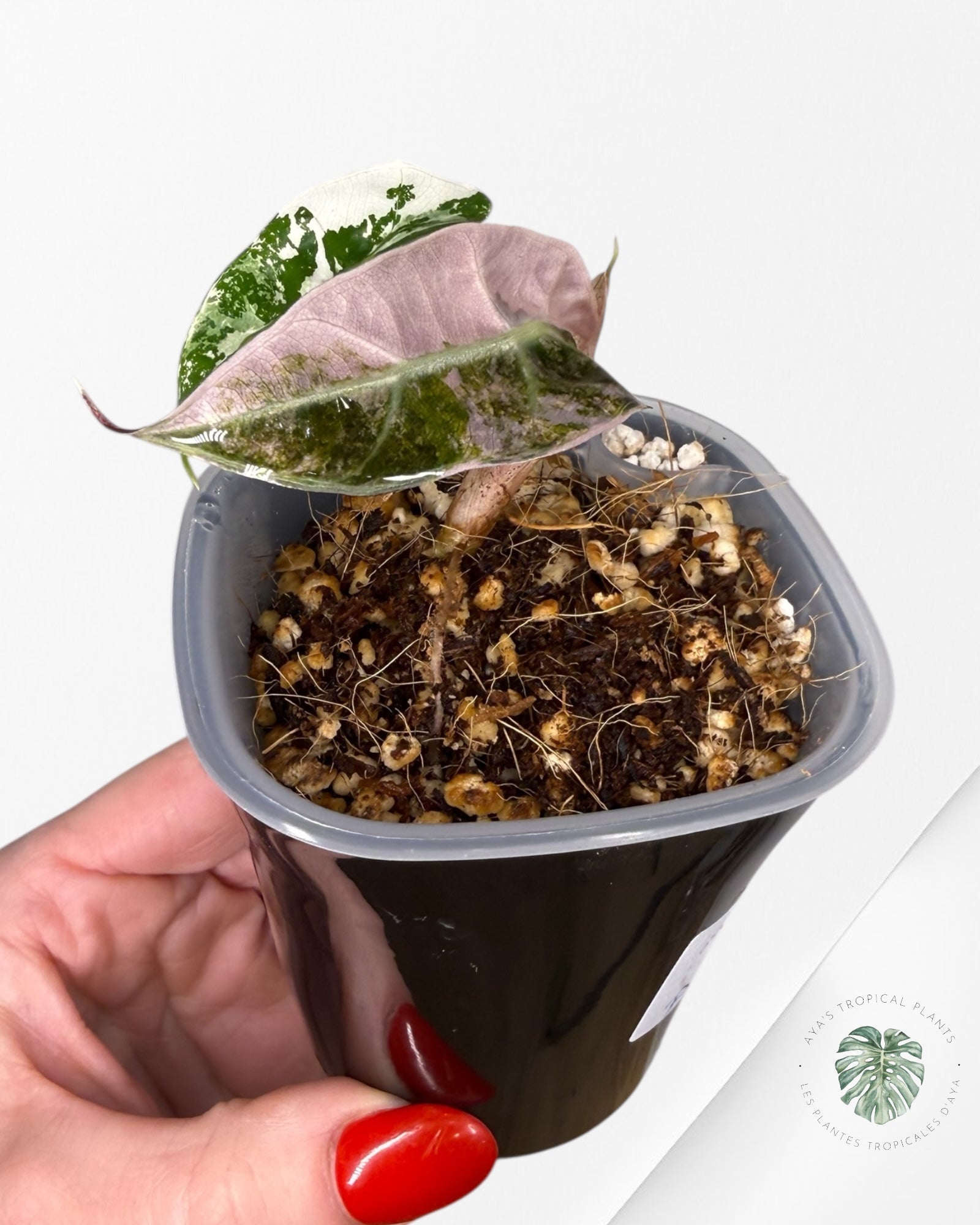 Alocasia Polly Pink Variegated