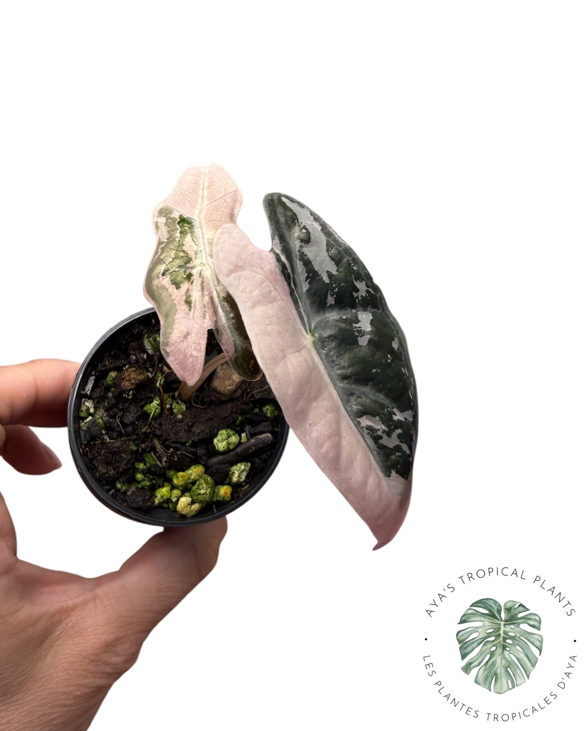 Alocasia Nobilis Pink Variegated