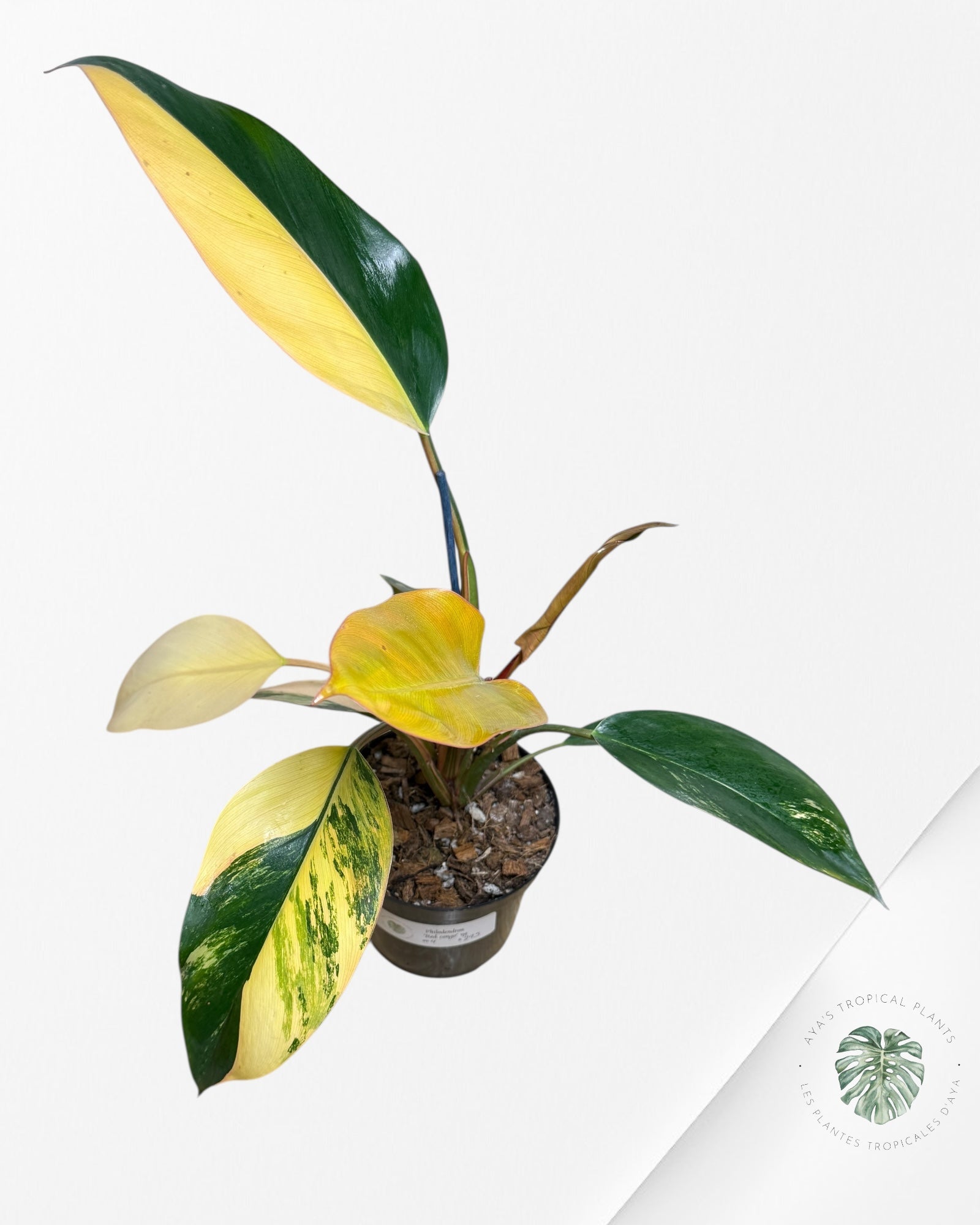 Philodendron 'Red Congo' variegated - F4