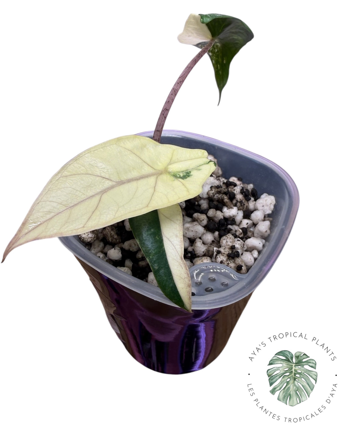 Alocasia Heterophylla Metallic Blue Albo