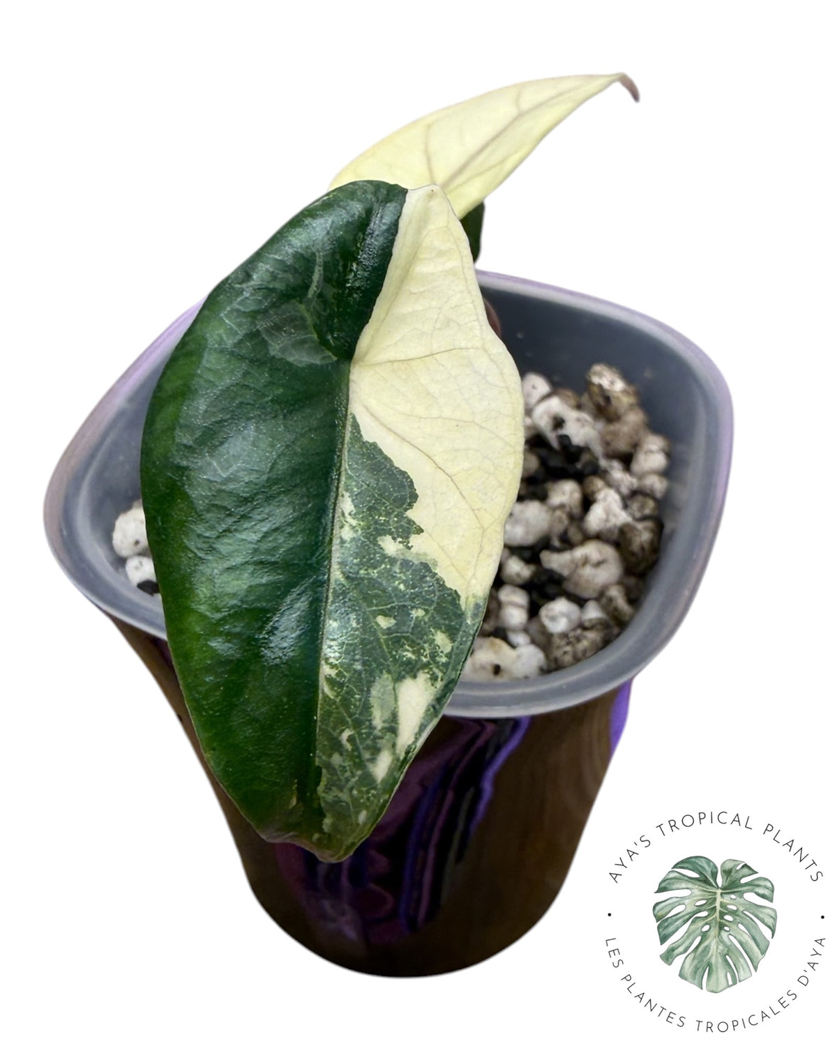 Alocasia Heterophylla Metallic Blue Albo