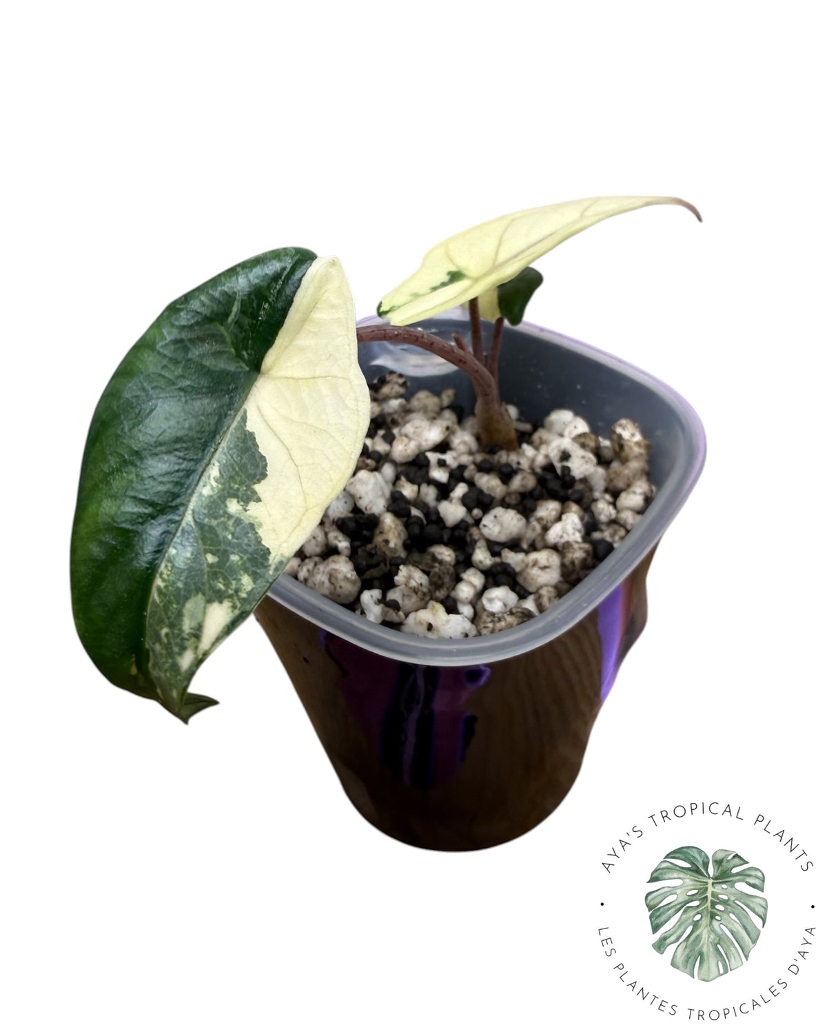 Alocasia Heterophylla Metallic Blue Albo