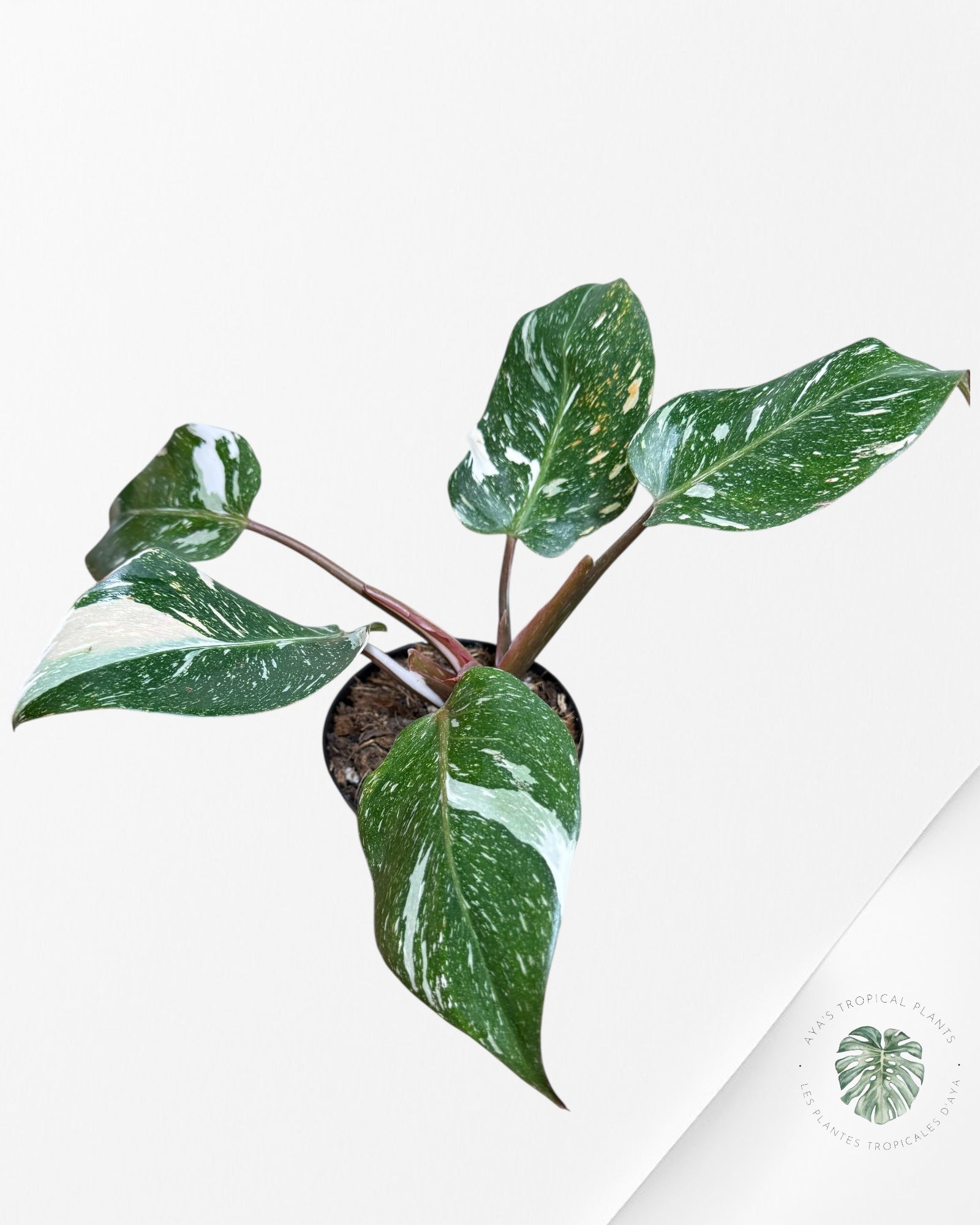 Philodendron 'White Knight' Marble King - F2