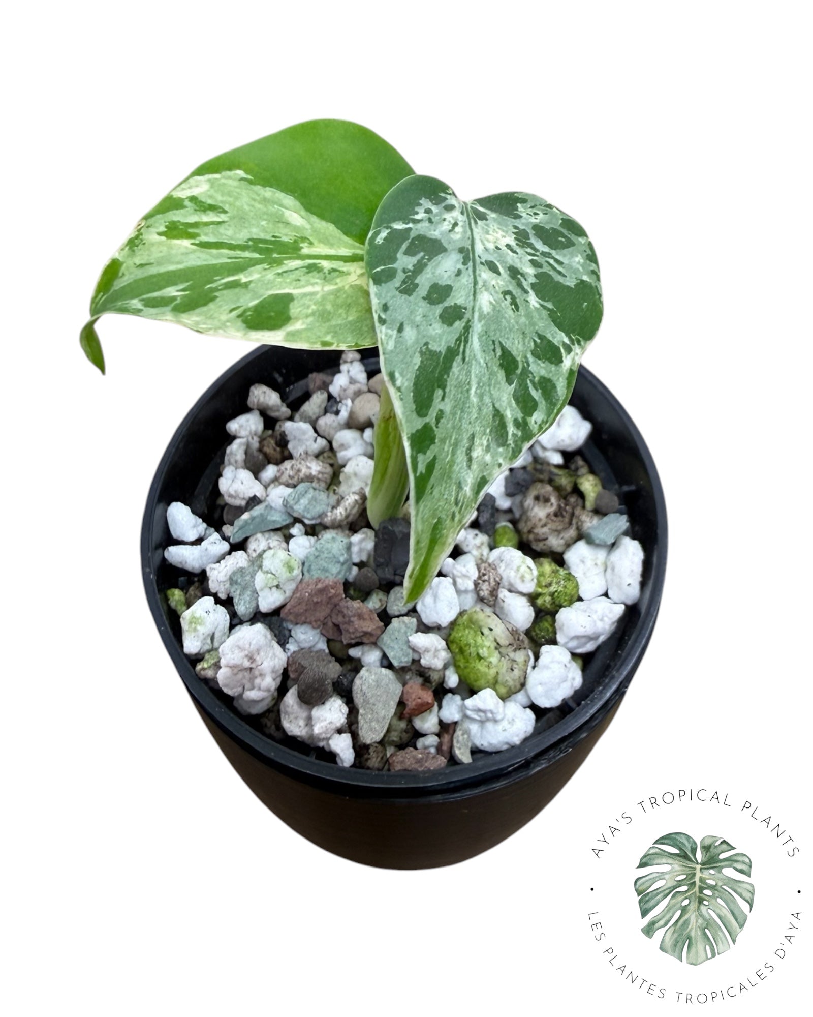 Monstera Deliciosa Bulbasaur