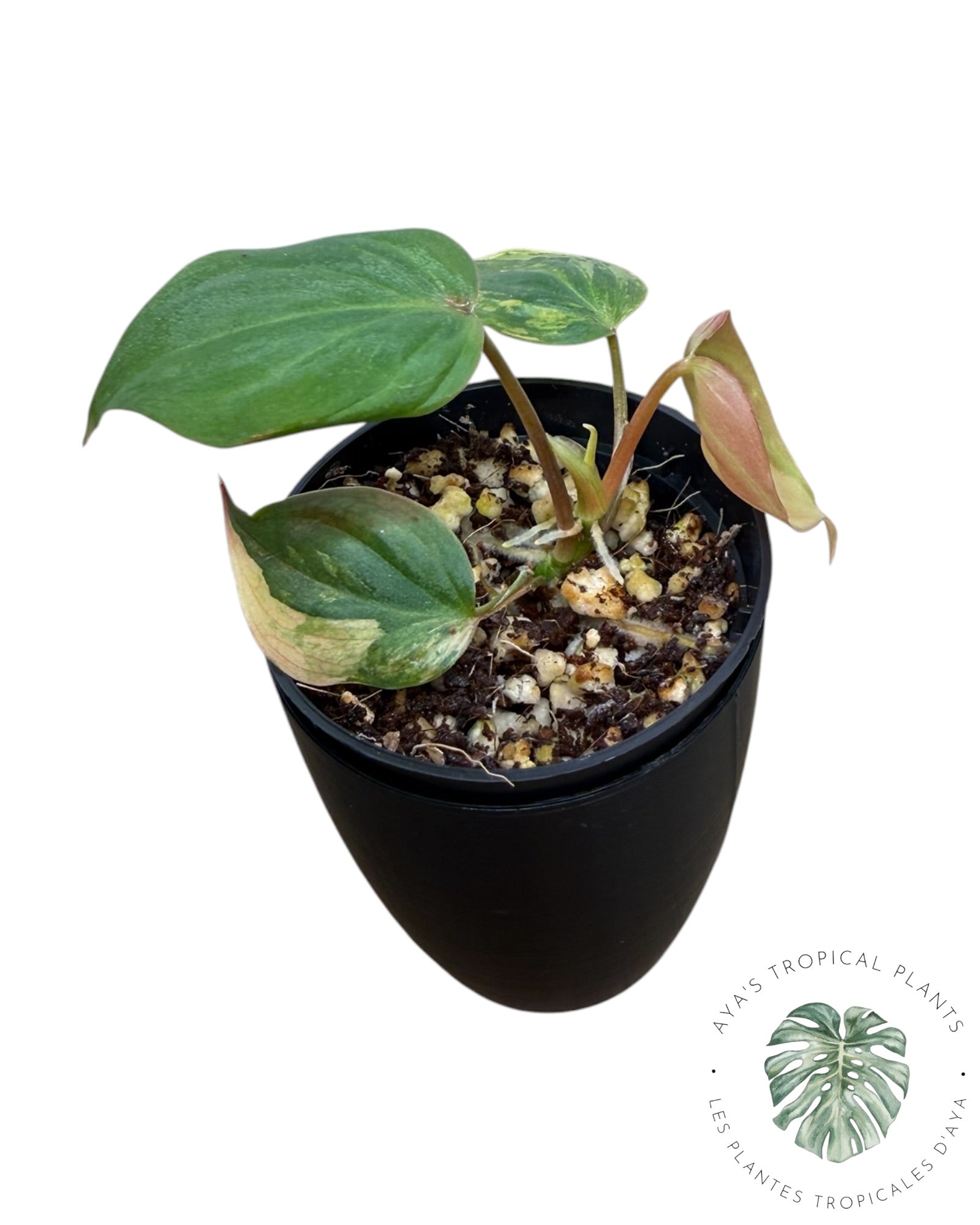 Philodendron Micans Variegated ( Grade A)