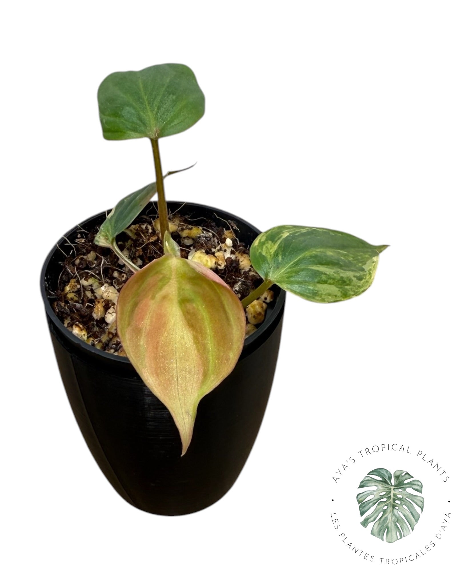 Philodendron Micans Variegated ( Grade A)