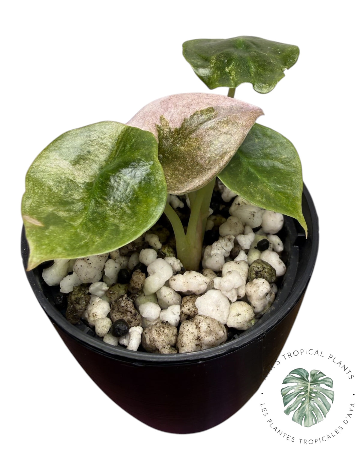 Alocasia Cuprea Pink Mint Variegated