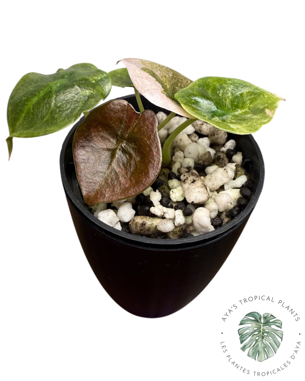 Alocasia Cuprea Pink Mint Variegated