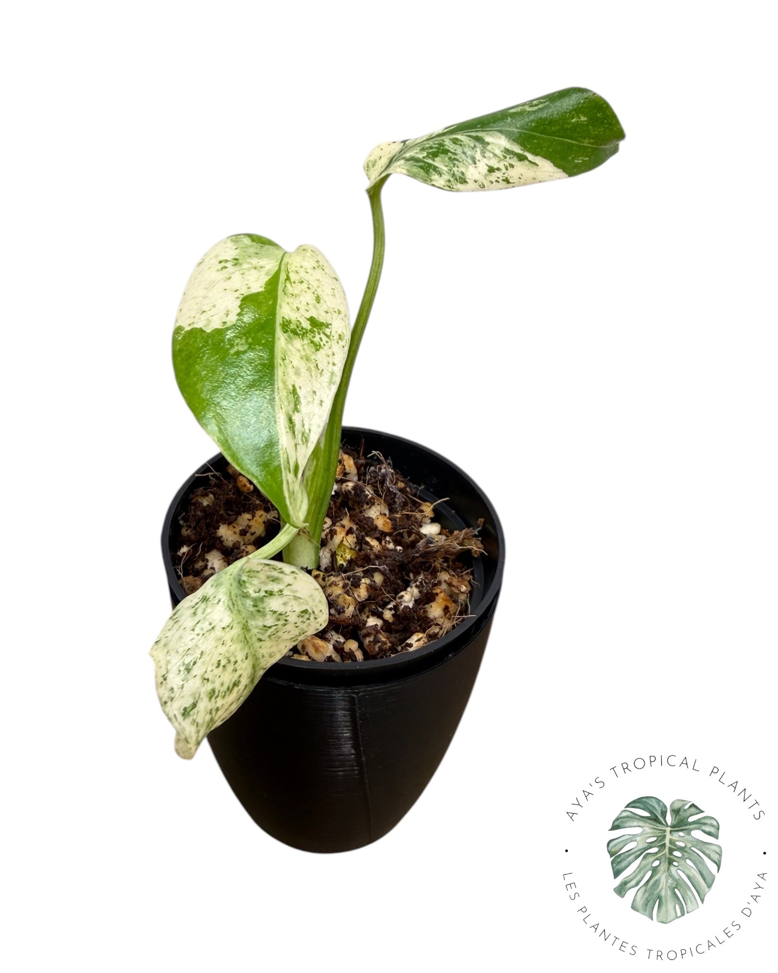 Monstera Deliciosa « Starlight »