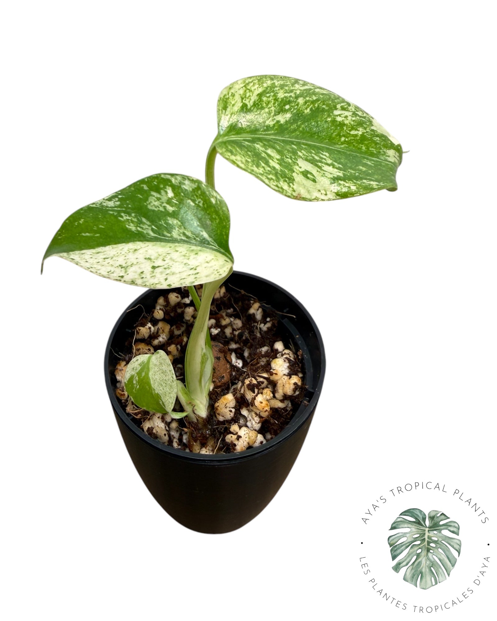 Monstera Deliciosa « Starlight »