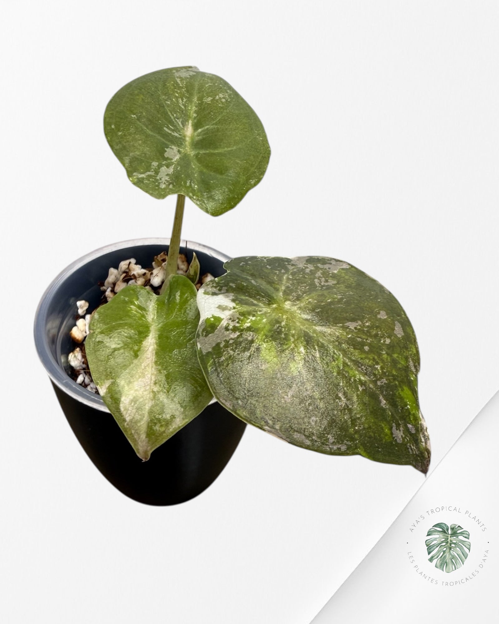 Alocasia Wentii Albo Pink Variegated