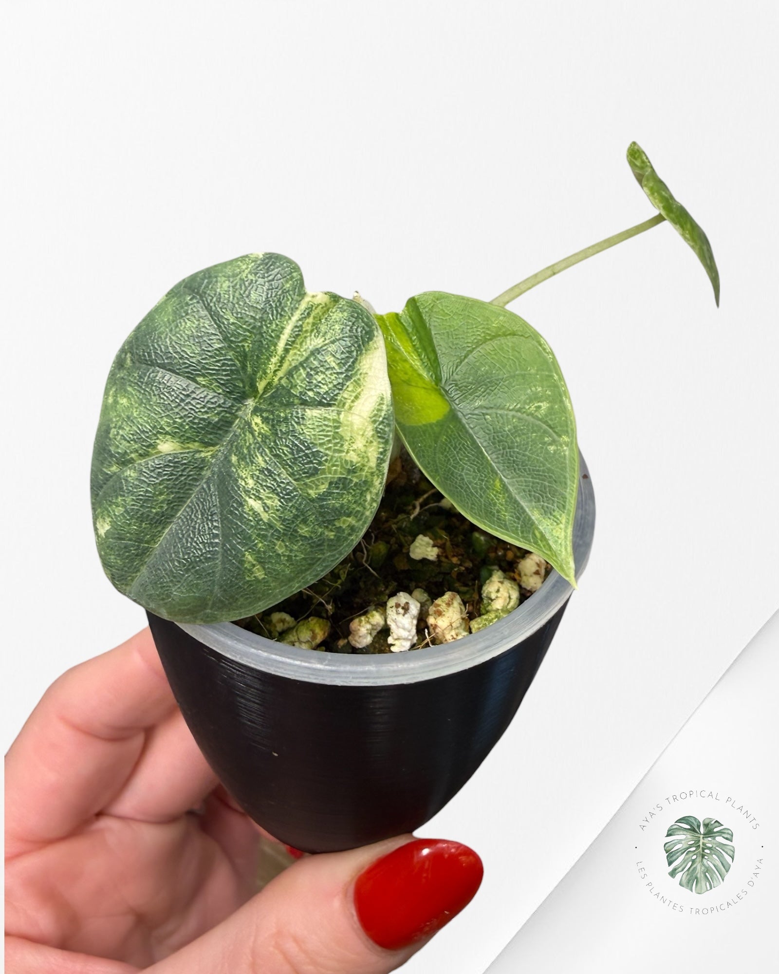 Alocasia Melo Aurea Variegated