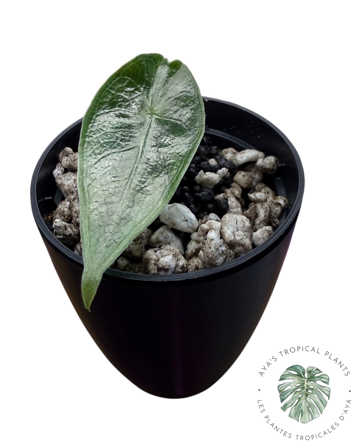 Alocasia Black Satun Pink Bone