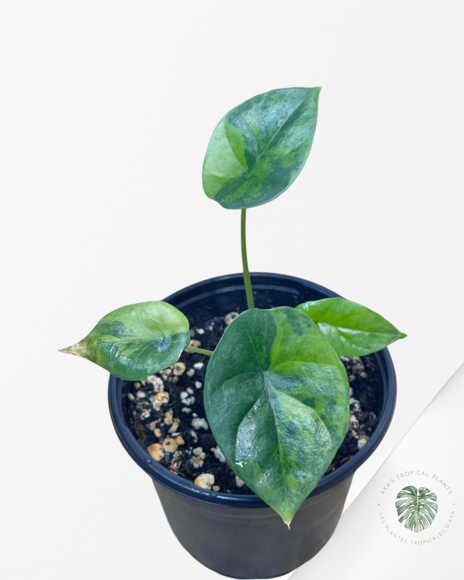 Philodendron Hederaceum 'Gabby'-V4546