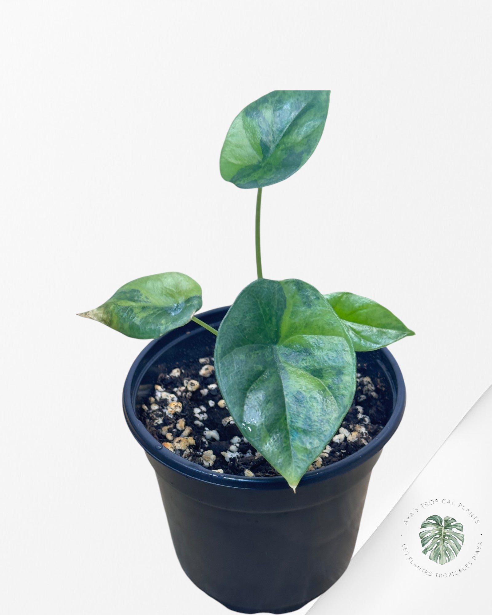Philodendron Hederaceum 'Gabby'-V4546