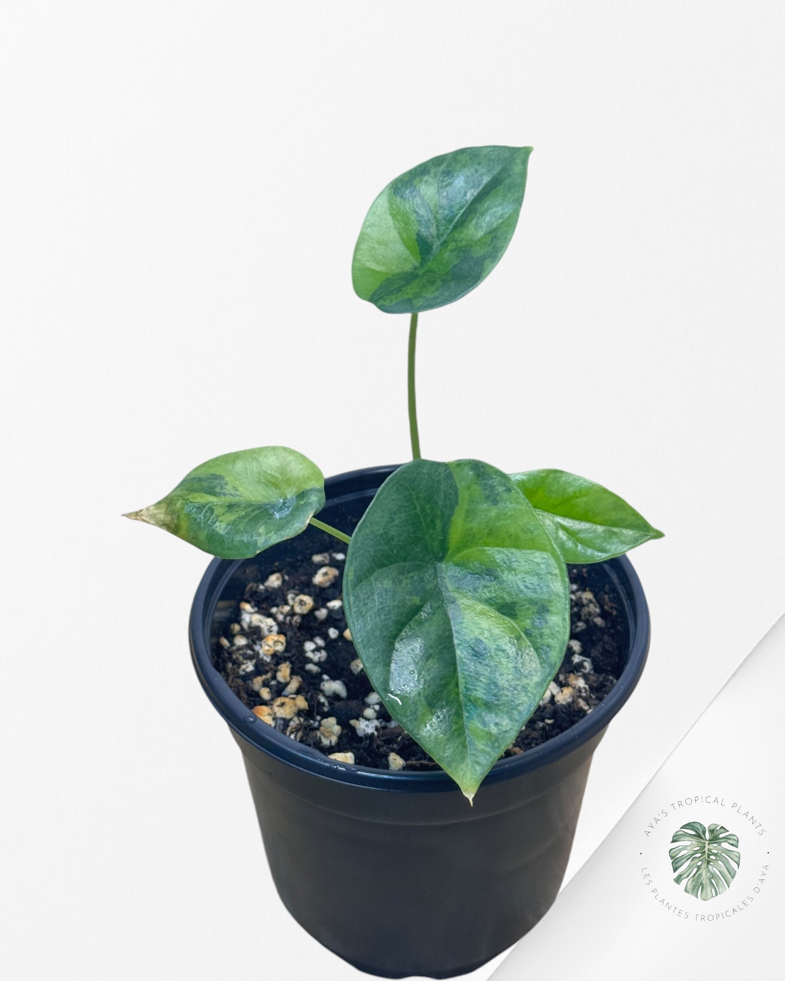 Philodendron Hederaceum 'Gabby'-V4546