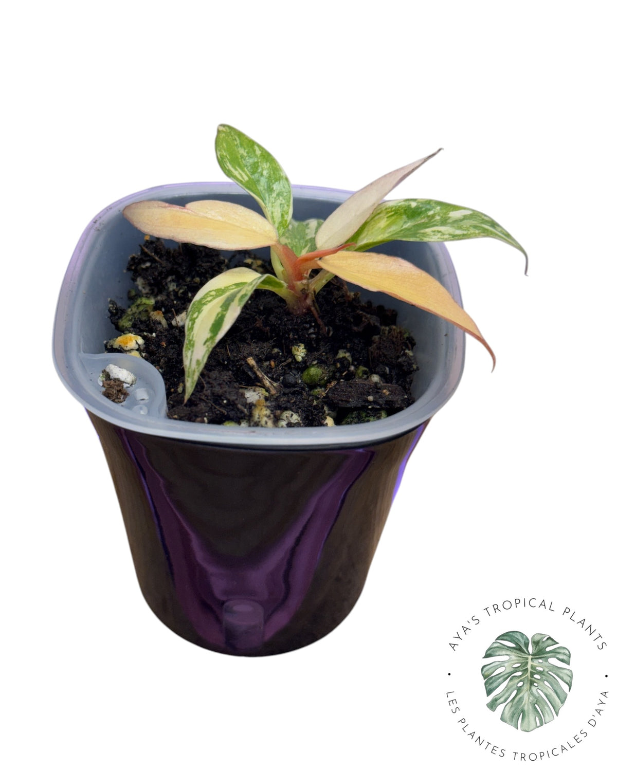 Philodendron Caramel Fire Tiger