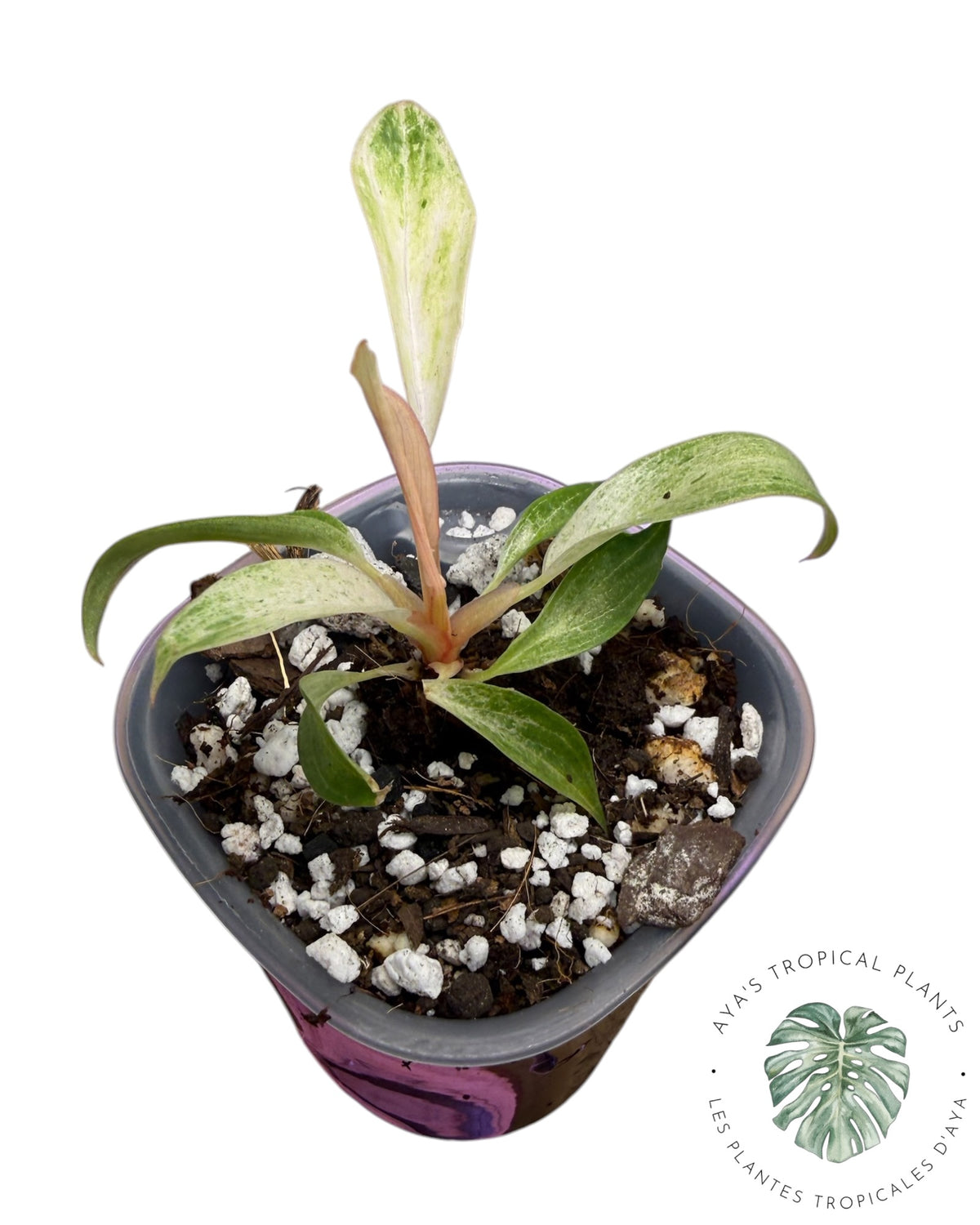 Philodendron Strawberry Caramel Variegated