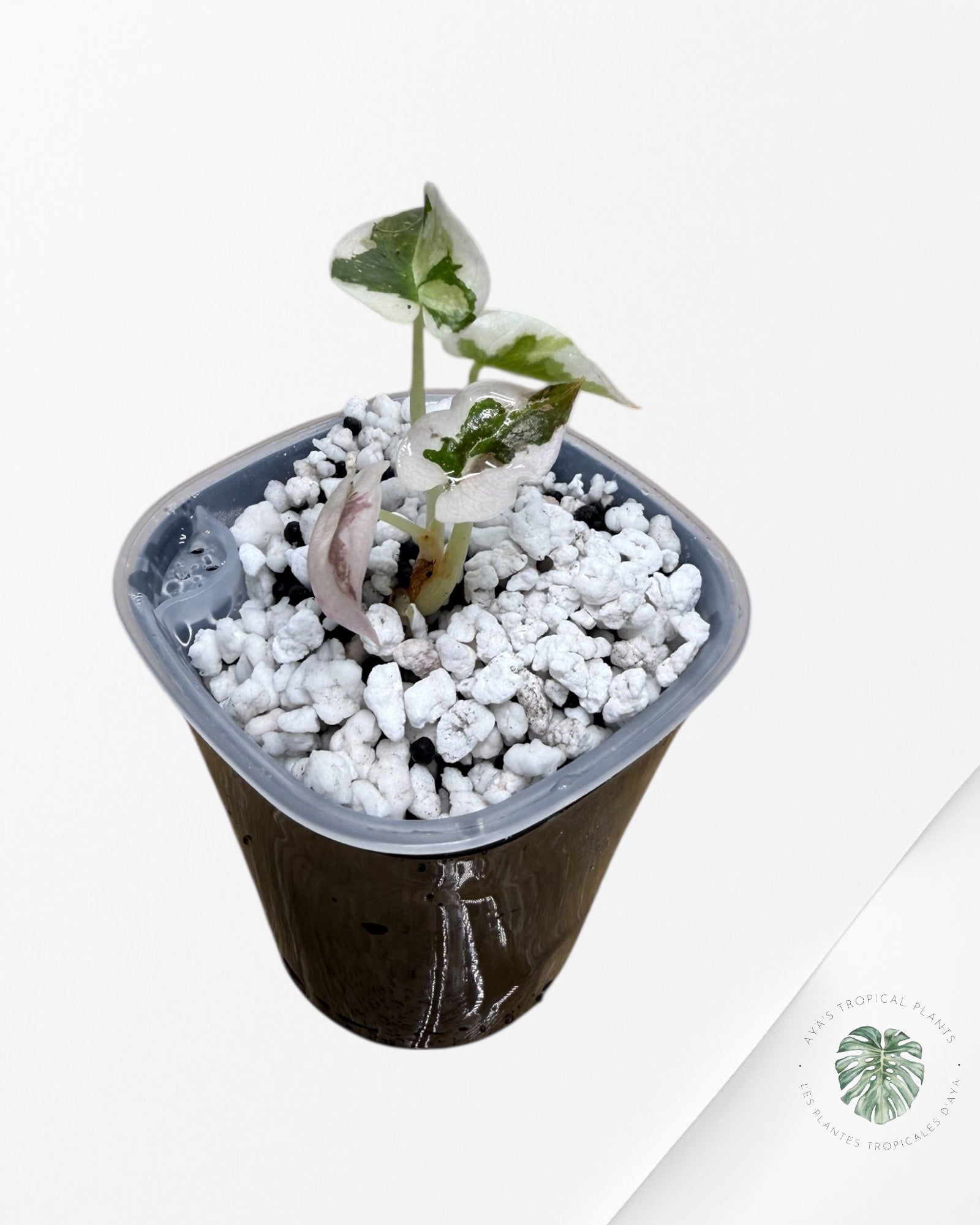 Alocasia Cuprea Albo|Pink Variegated