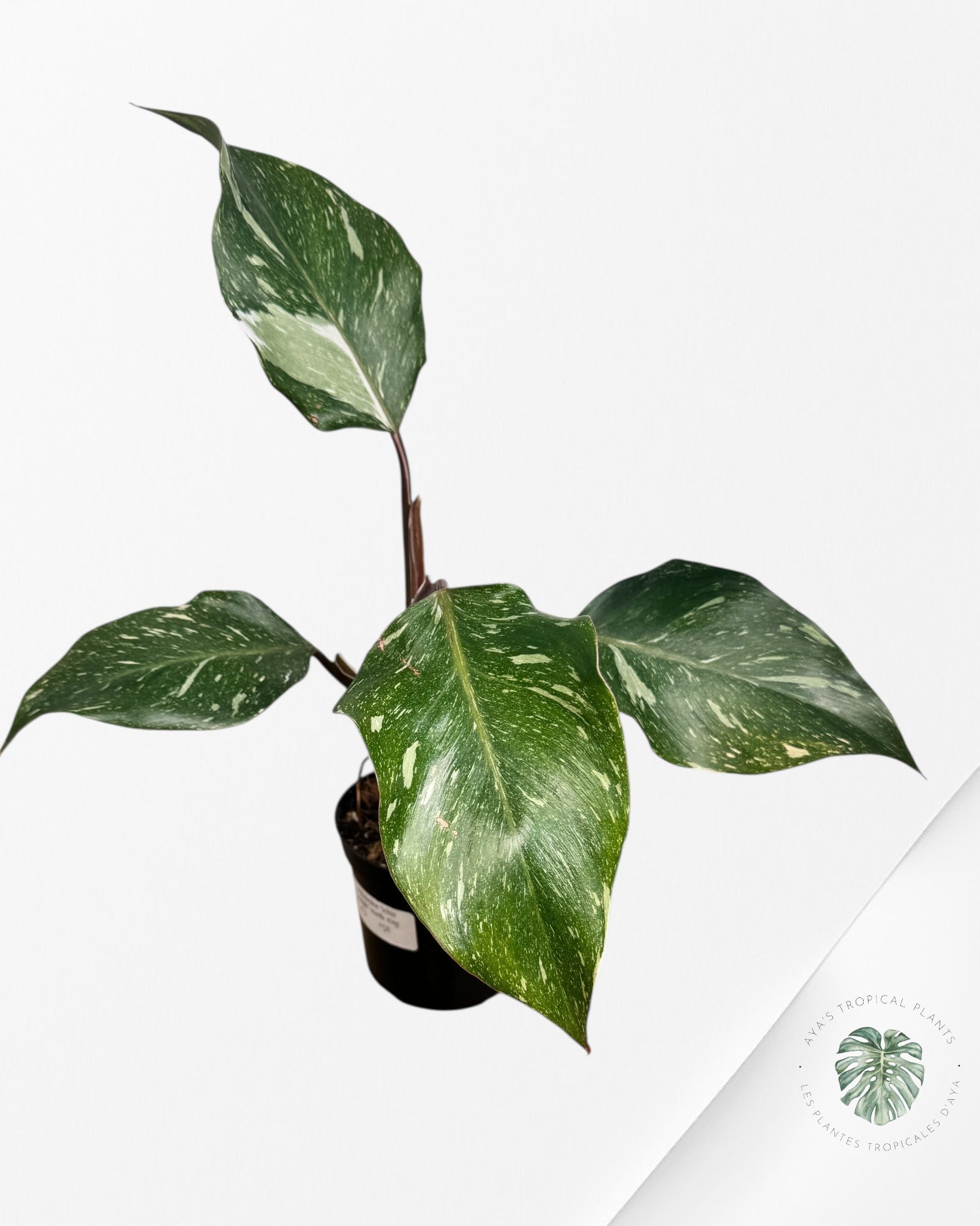 Philodendron 'White Knight' Marble King - F3